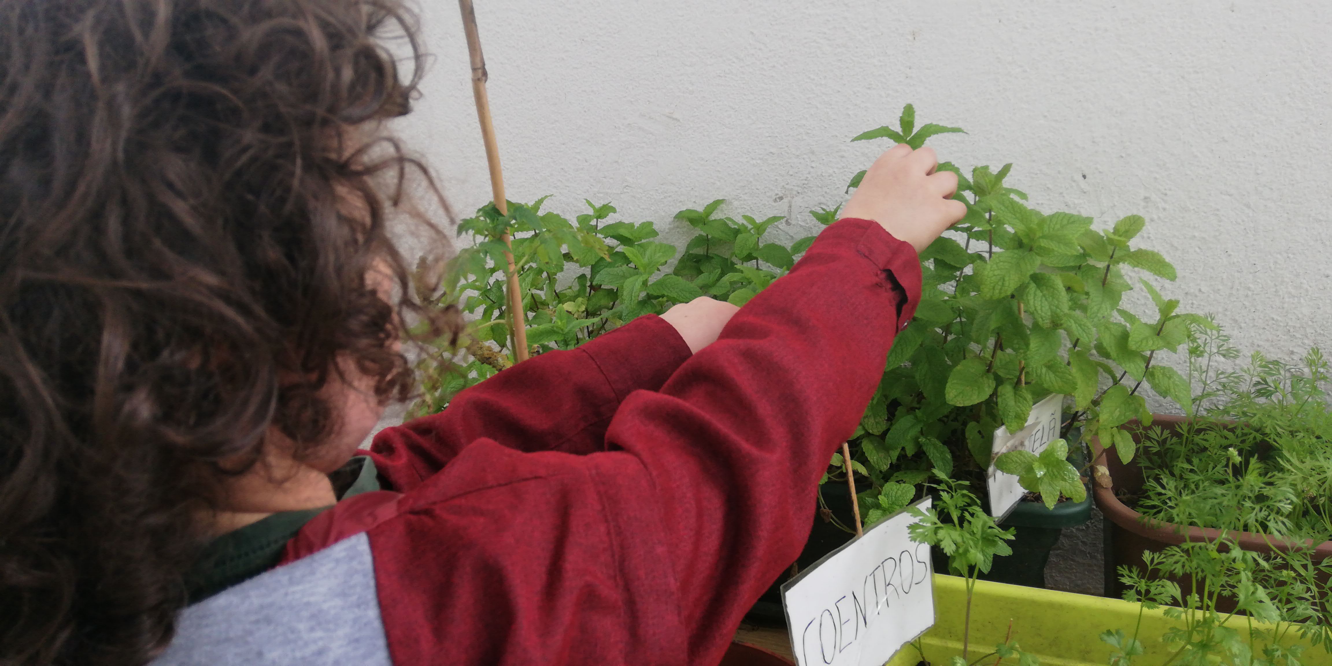 Recolher algumas das plantas aromáticas para levar para casa.