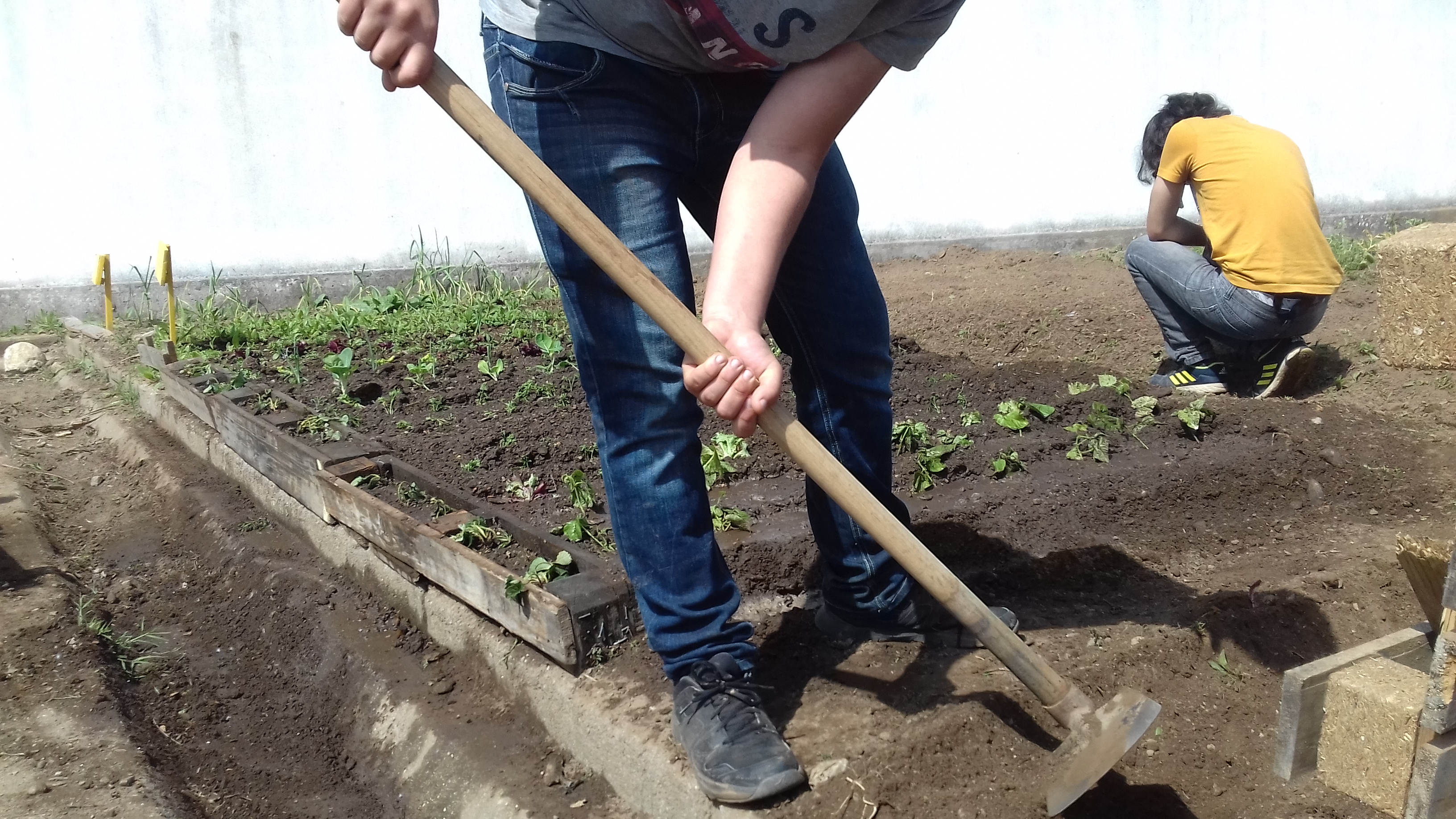 Plantação das plantas