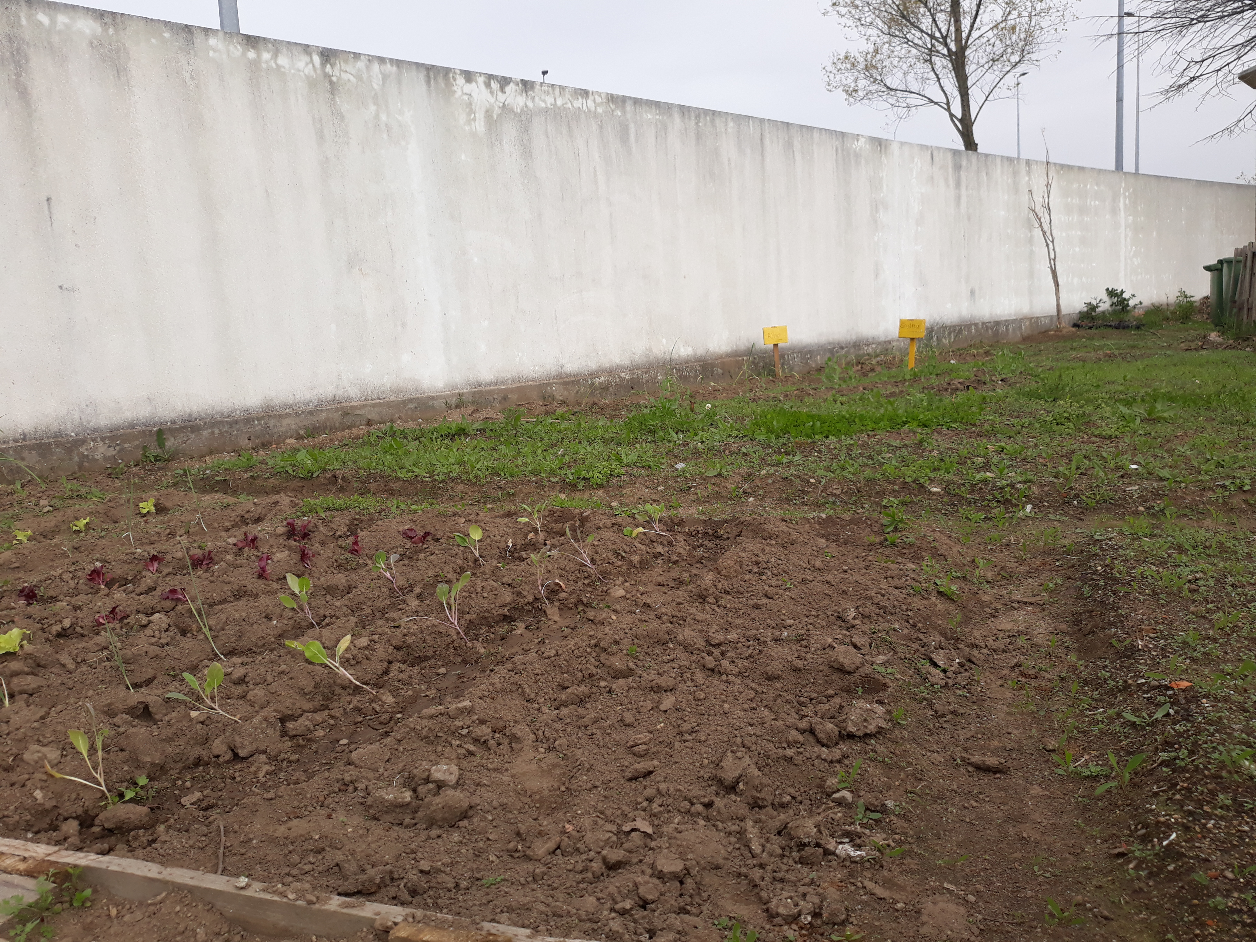 Inicio das sementeiras e plantações