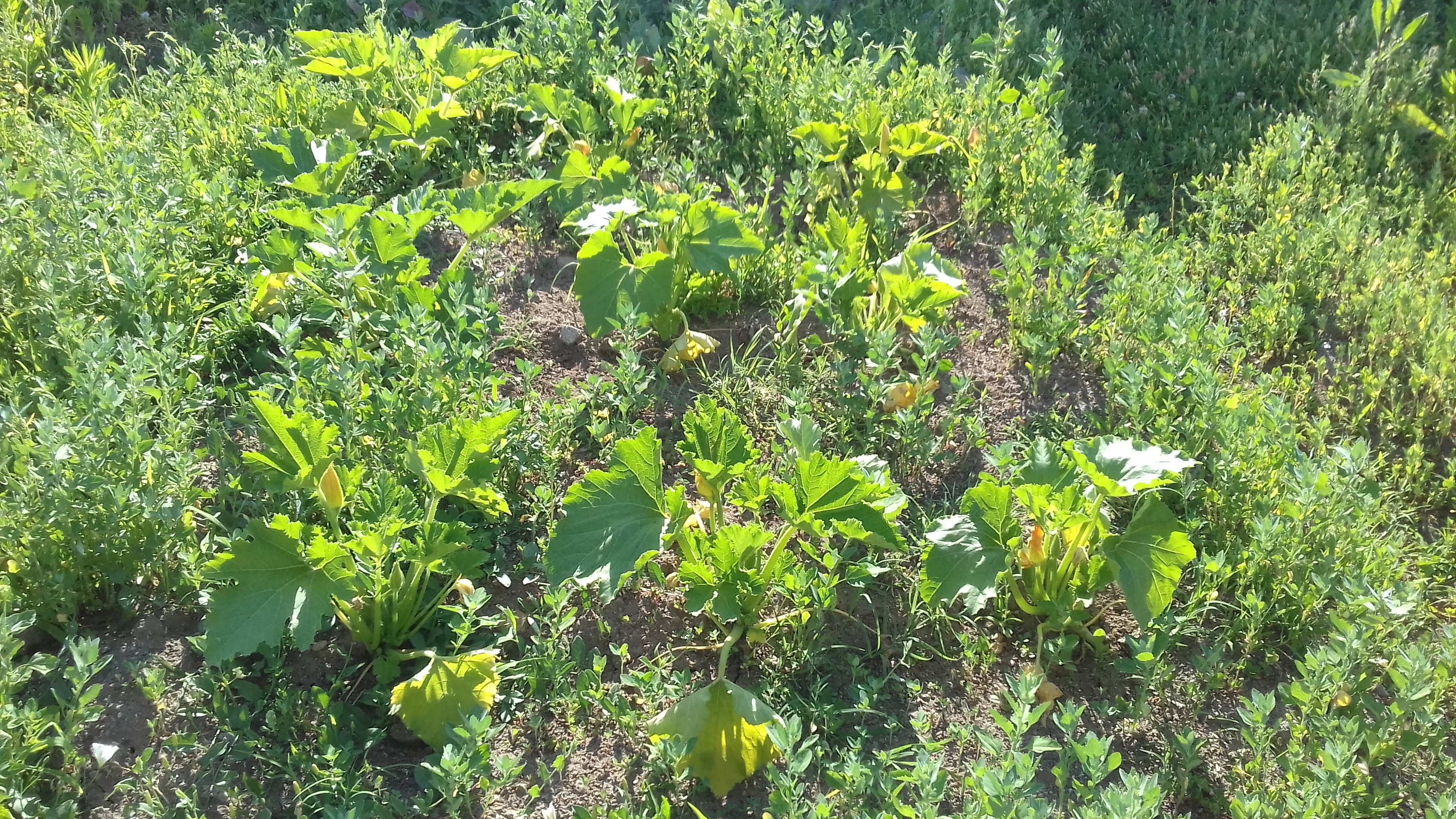 crescimento das plantas