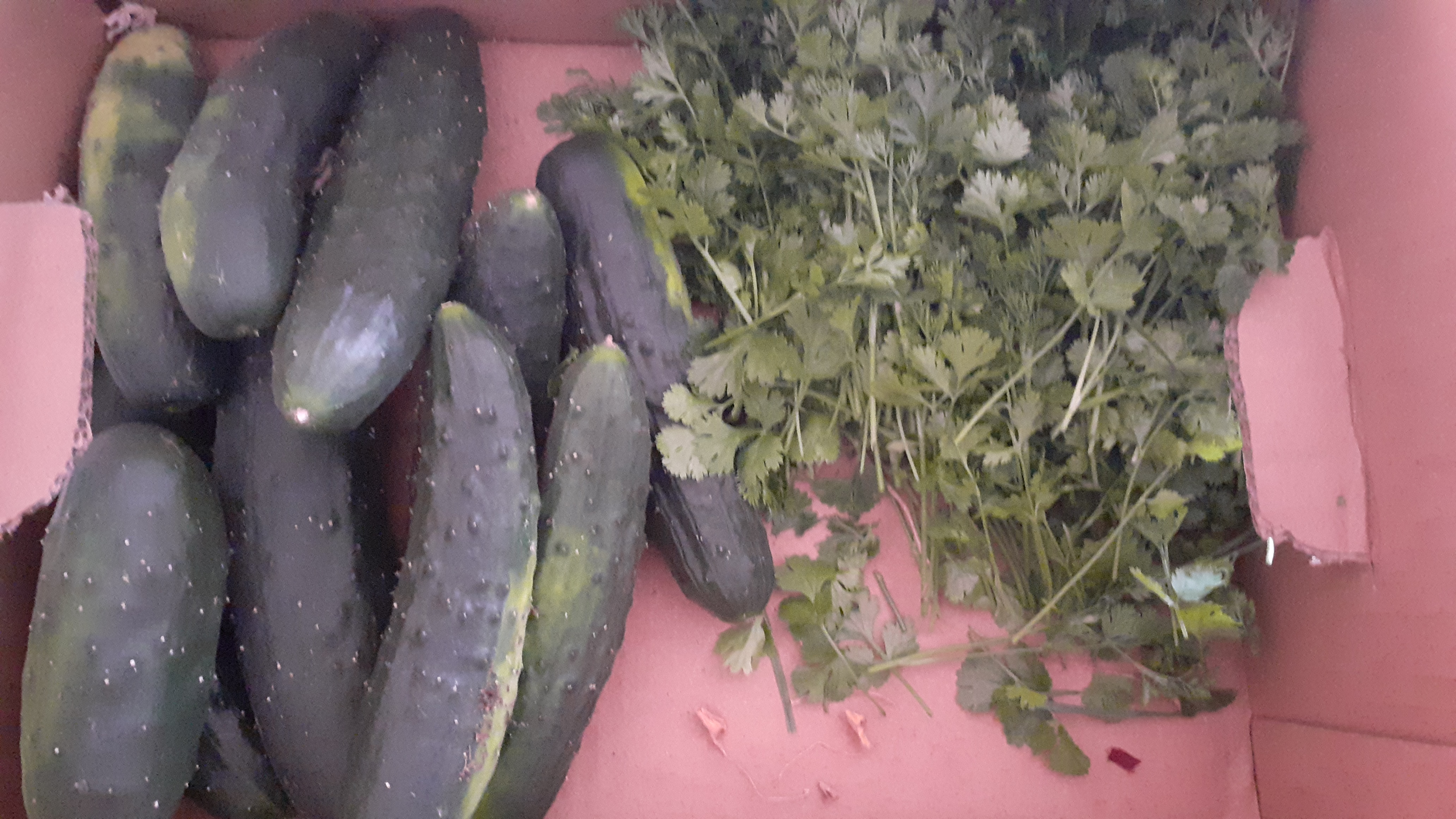 Colheita pepinos e coentros