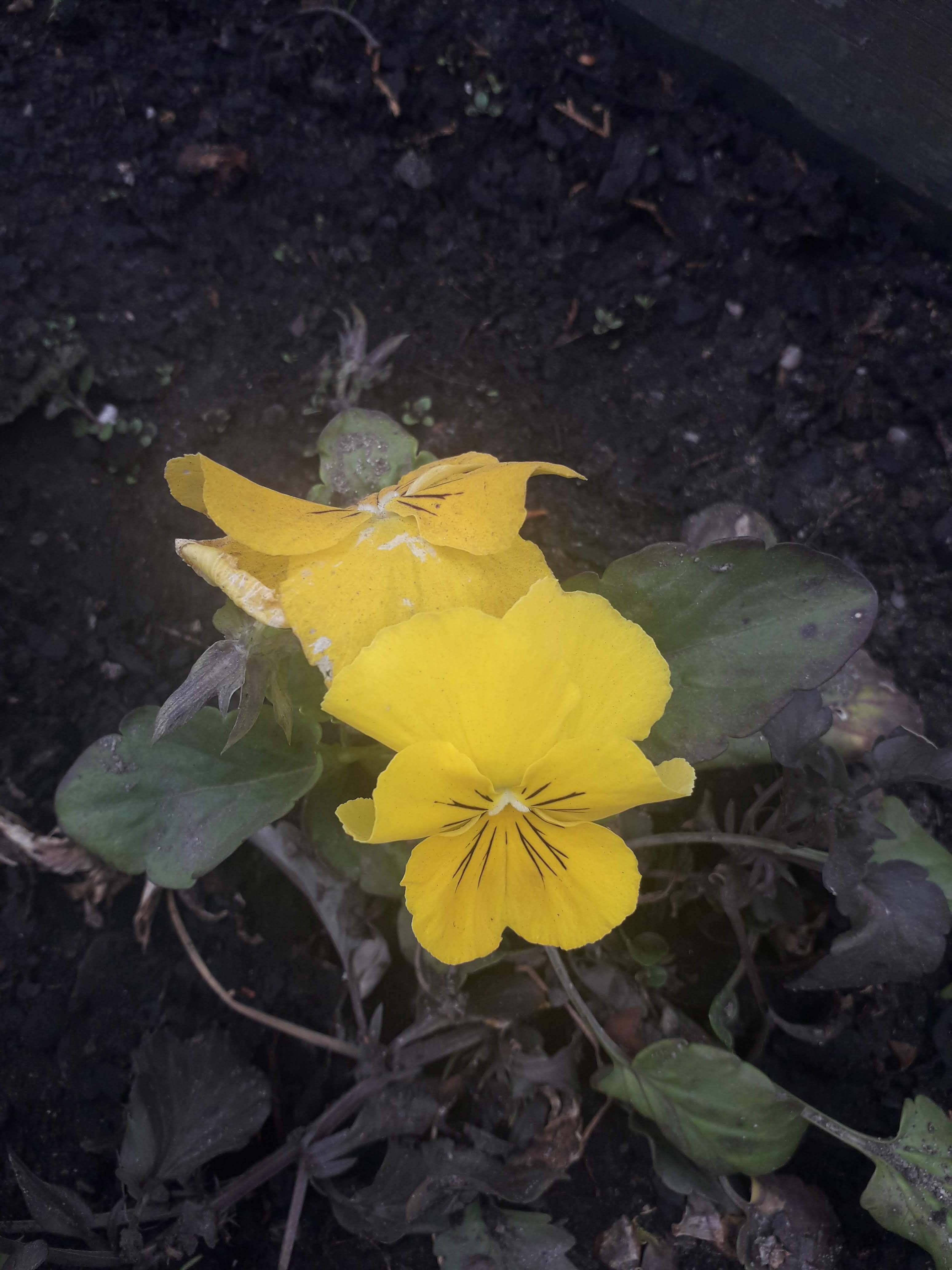 canteiro de flores