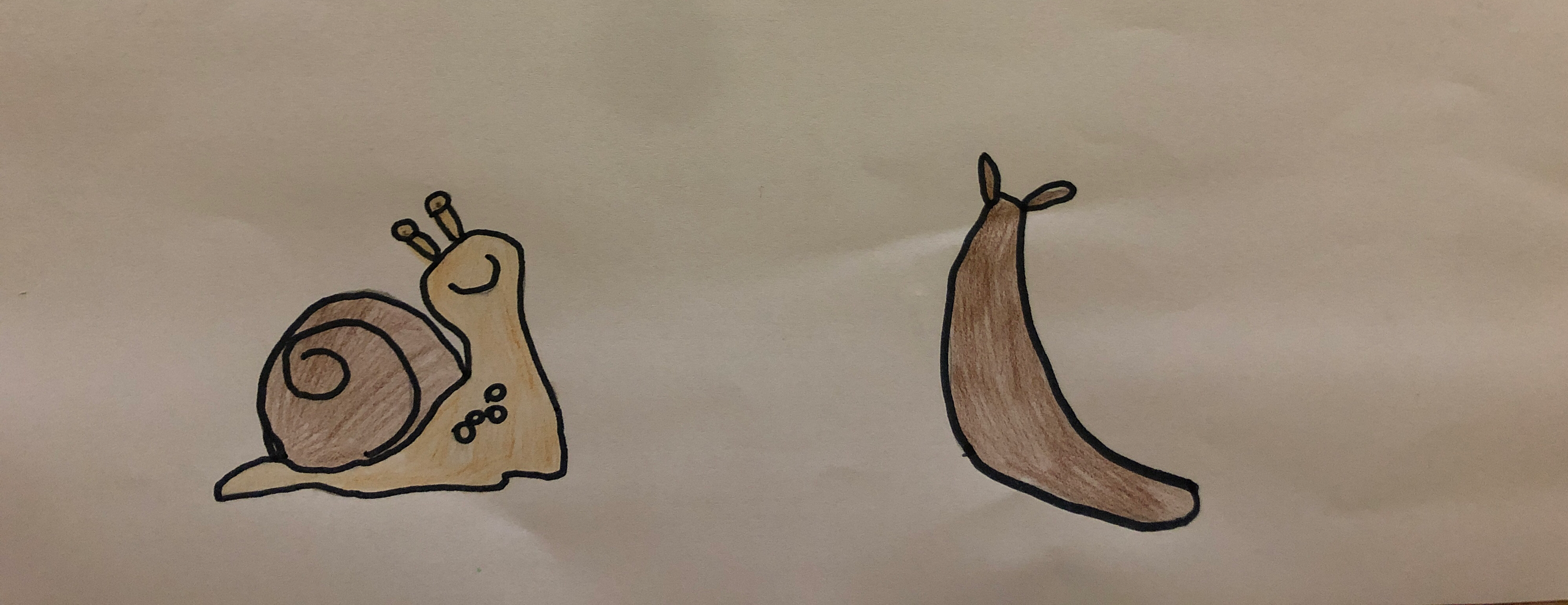 caracóis e lesmas - desenho feito por Laura Silva