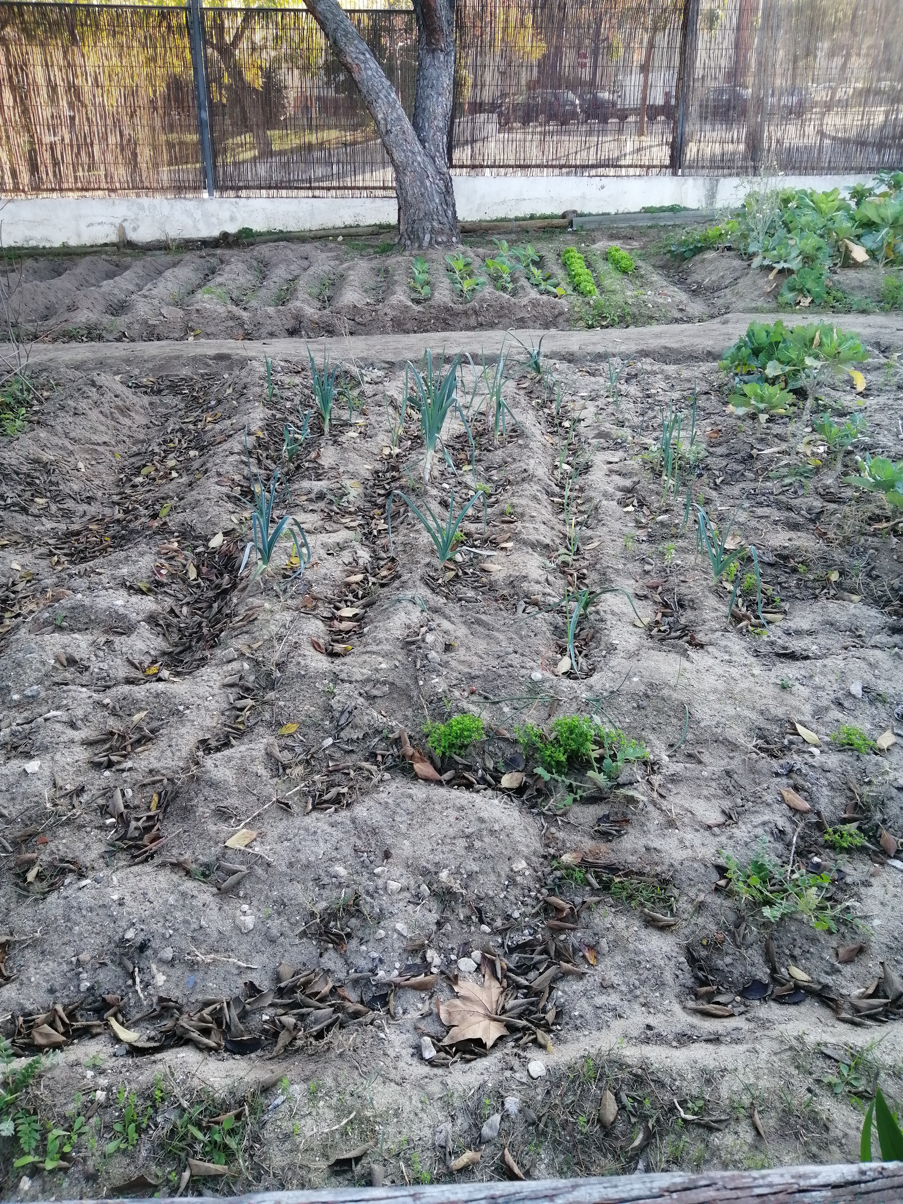 As plantas crescem