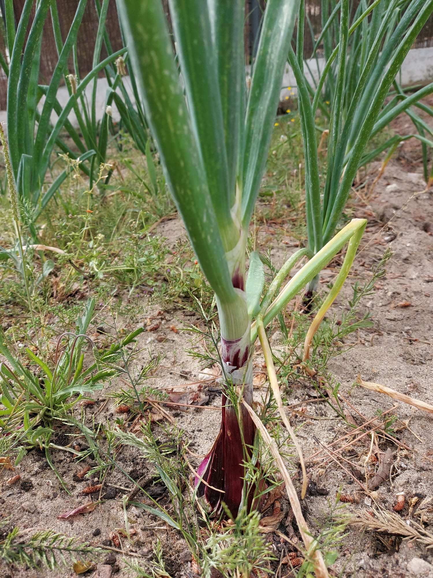 Cebola Roxa
