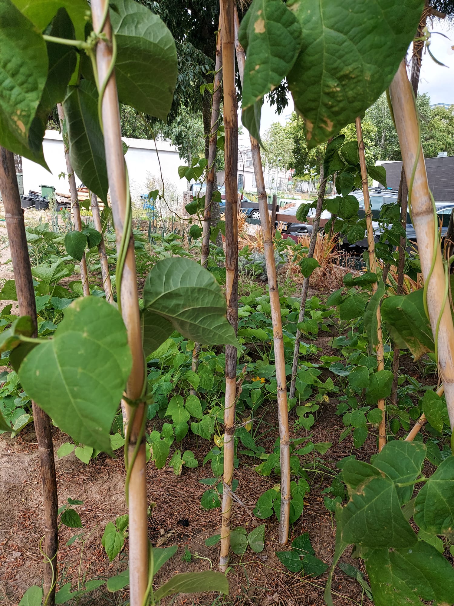 Feijoeiros