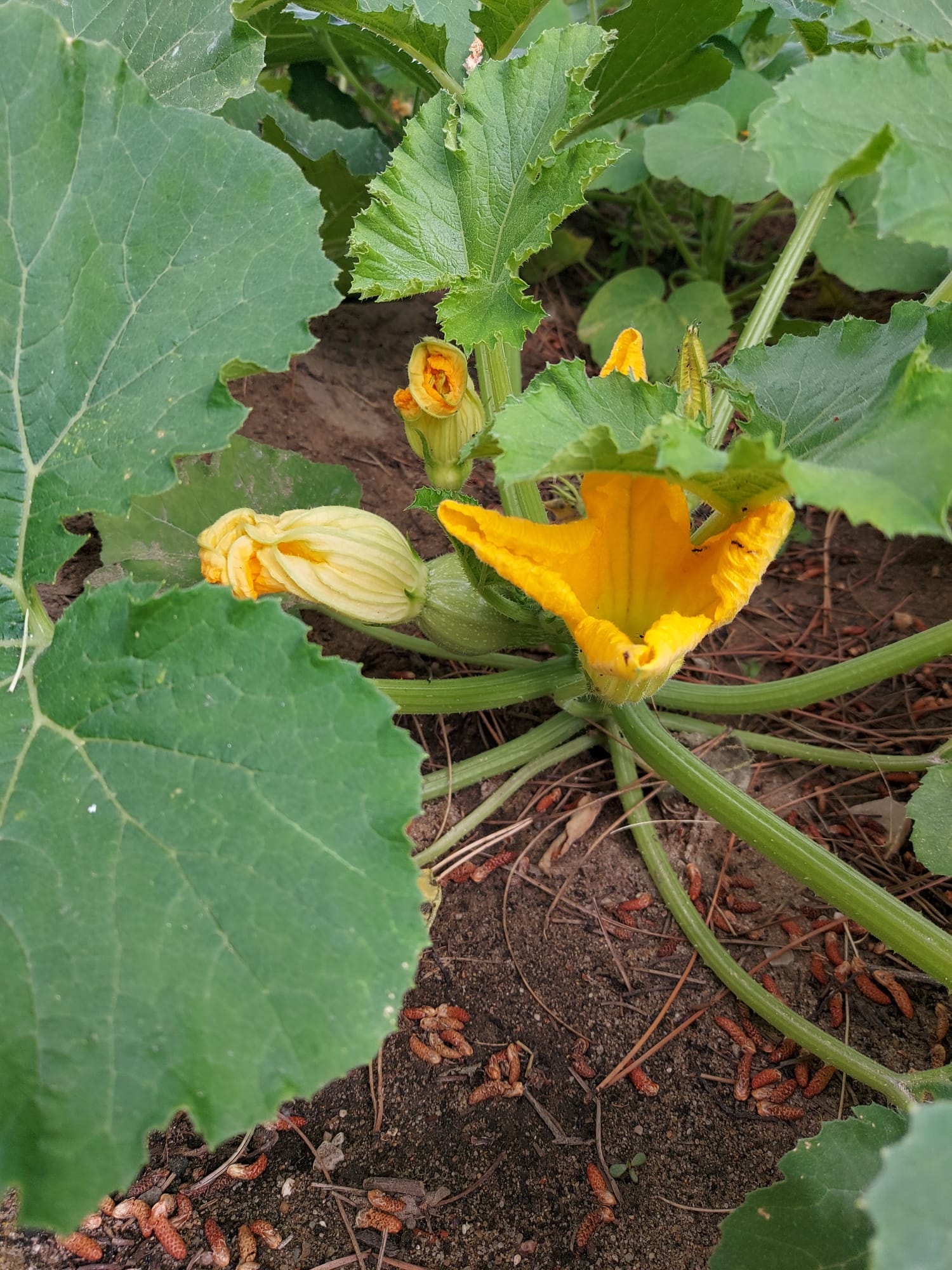 Flor de Courgette
