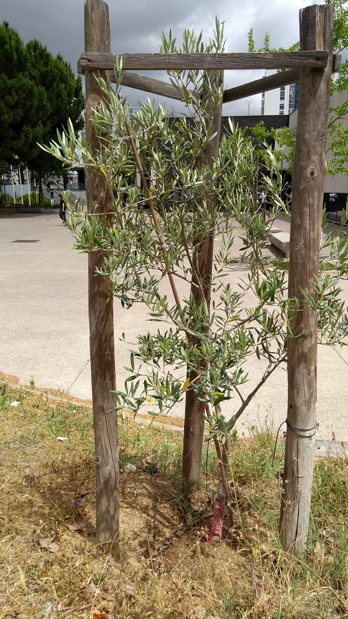 Oliveira