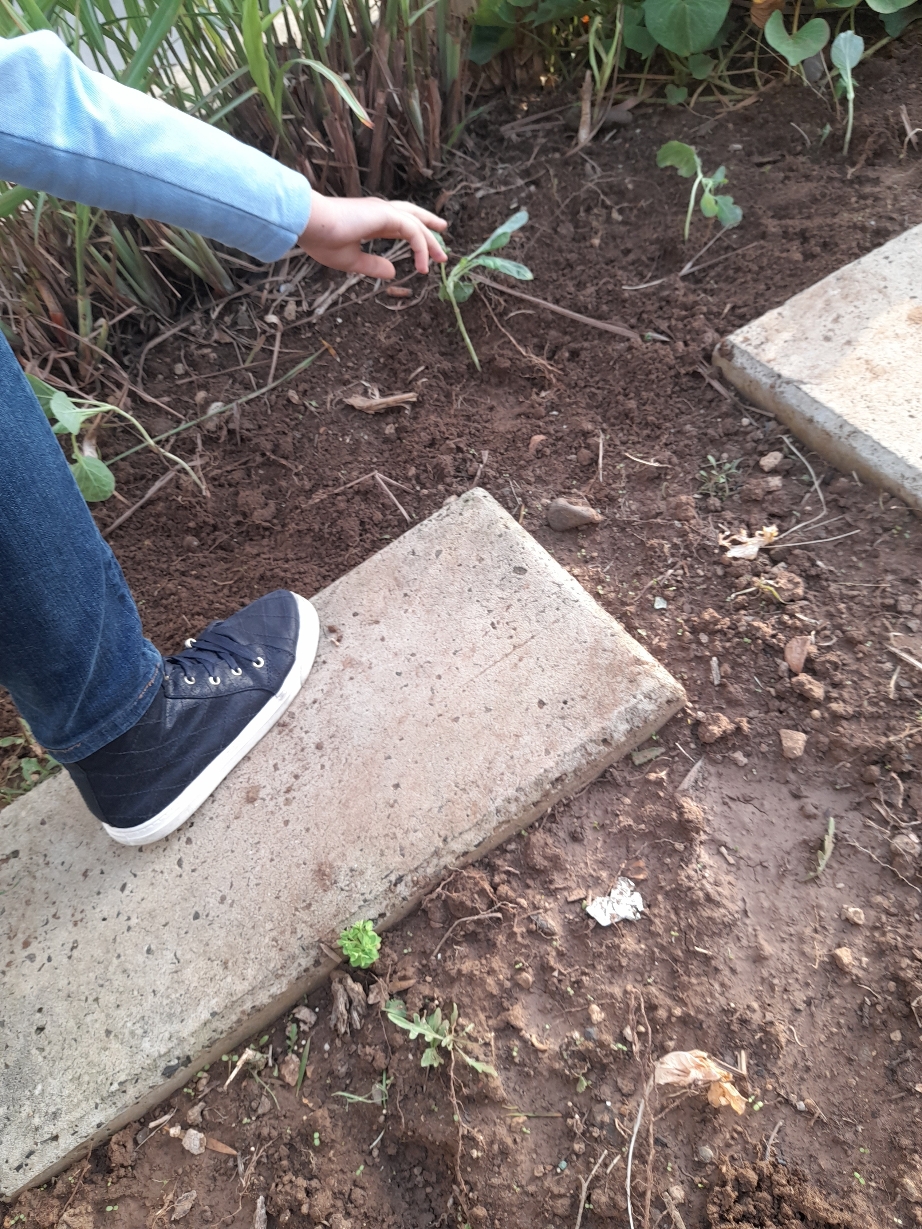 Plantação de couves.