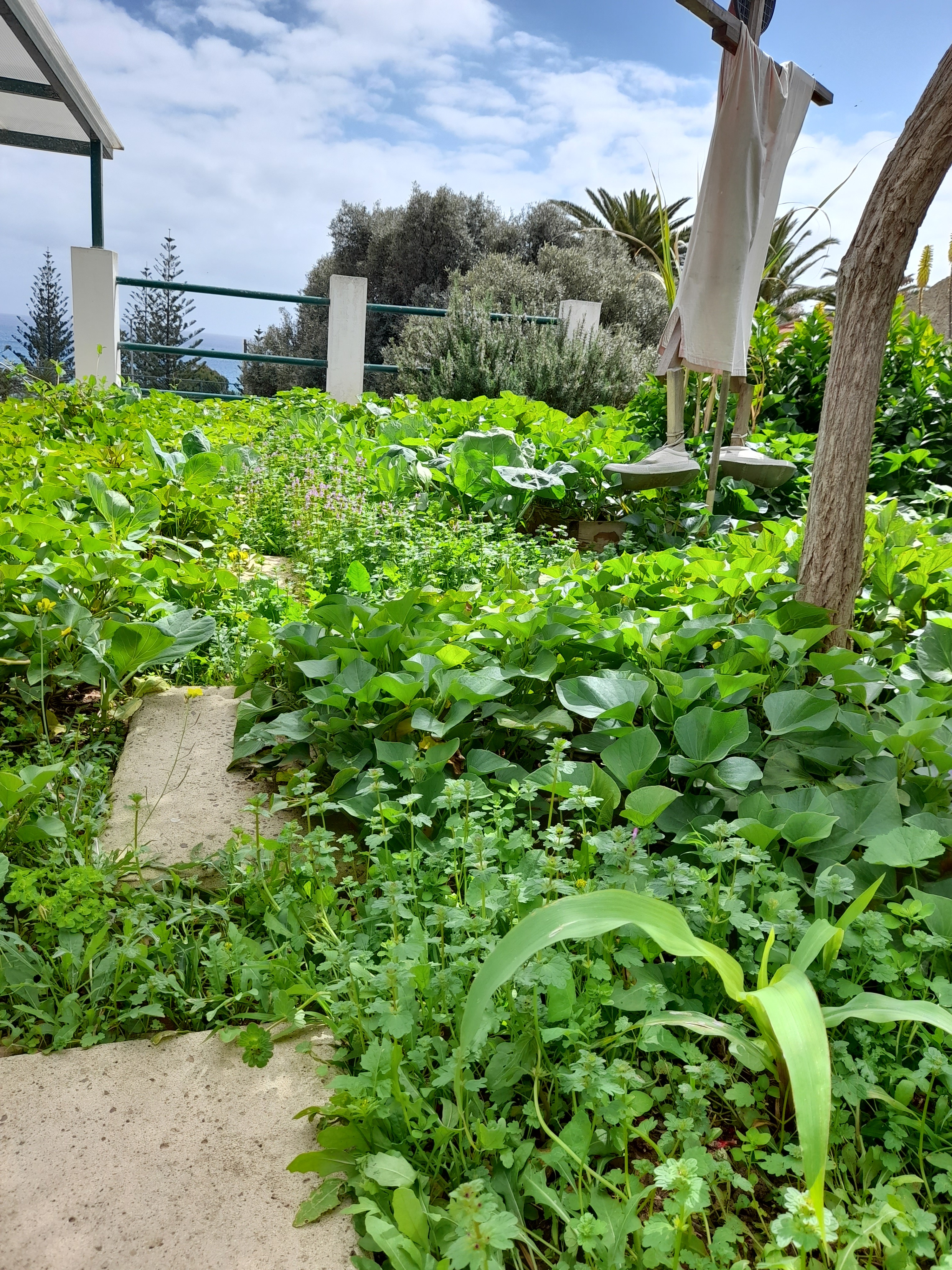 Horta em março