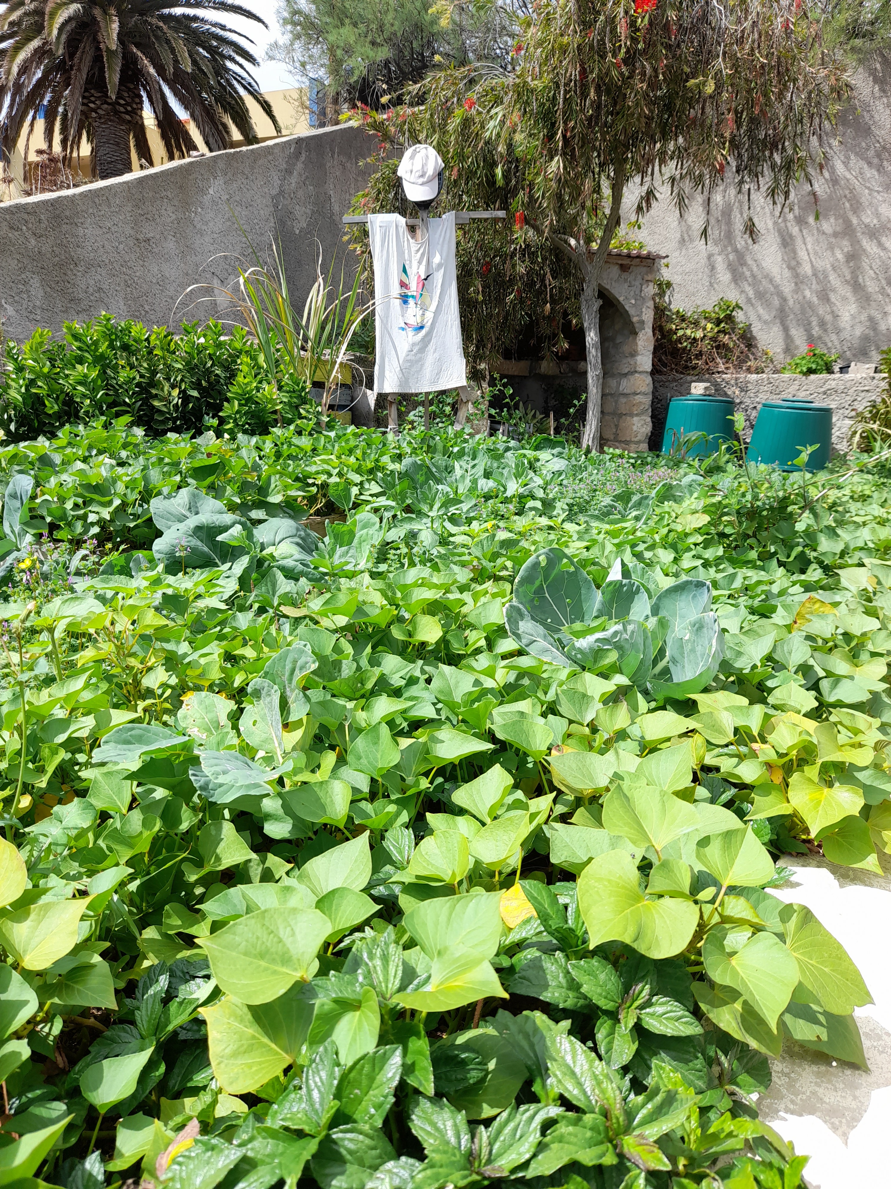 Hortinha em março