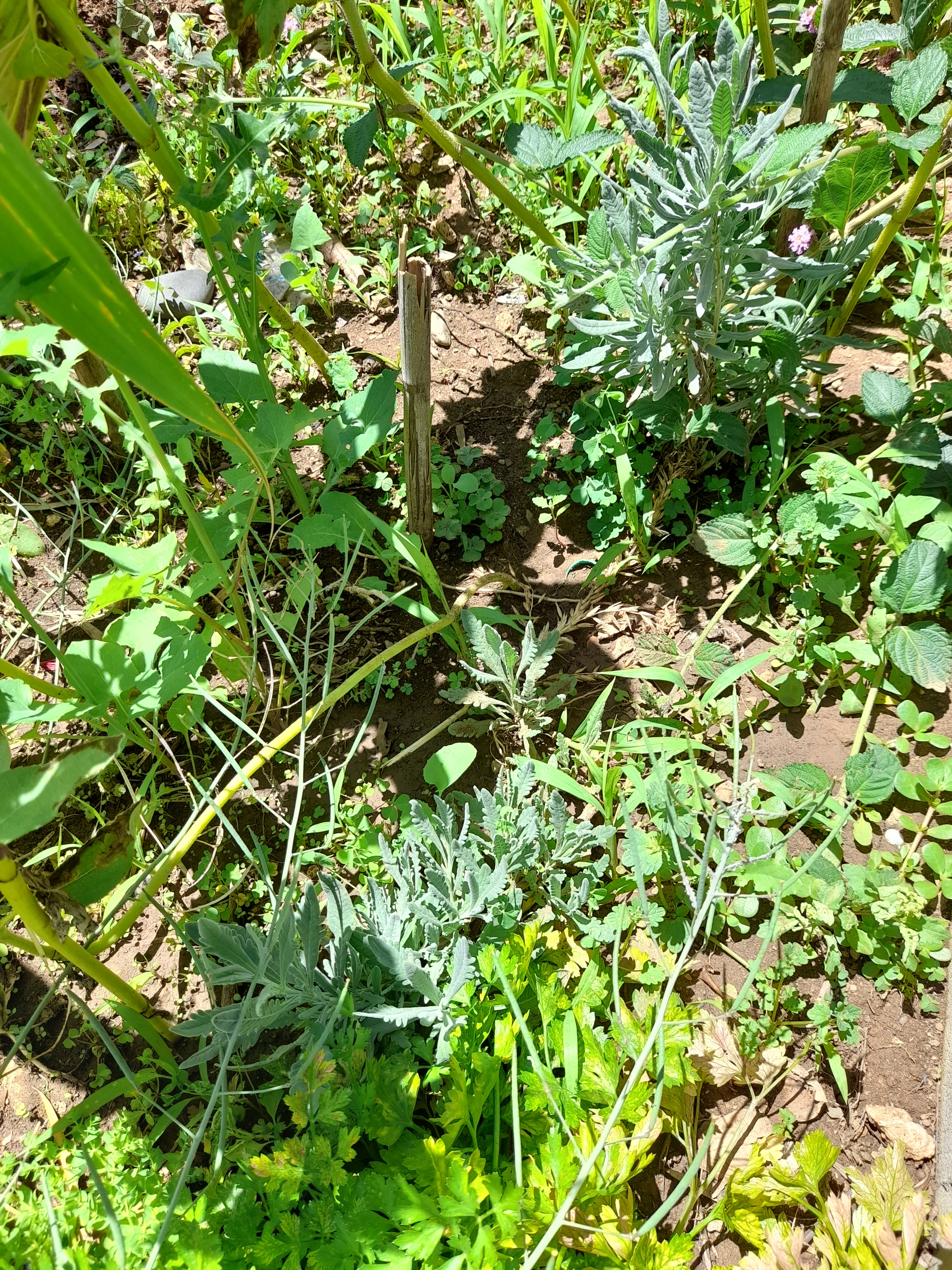 Cantinho das ervas aromáticas