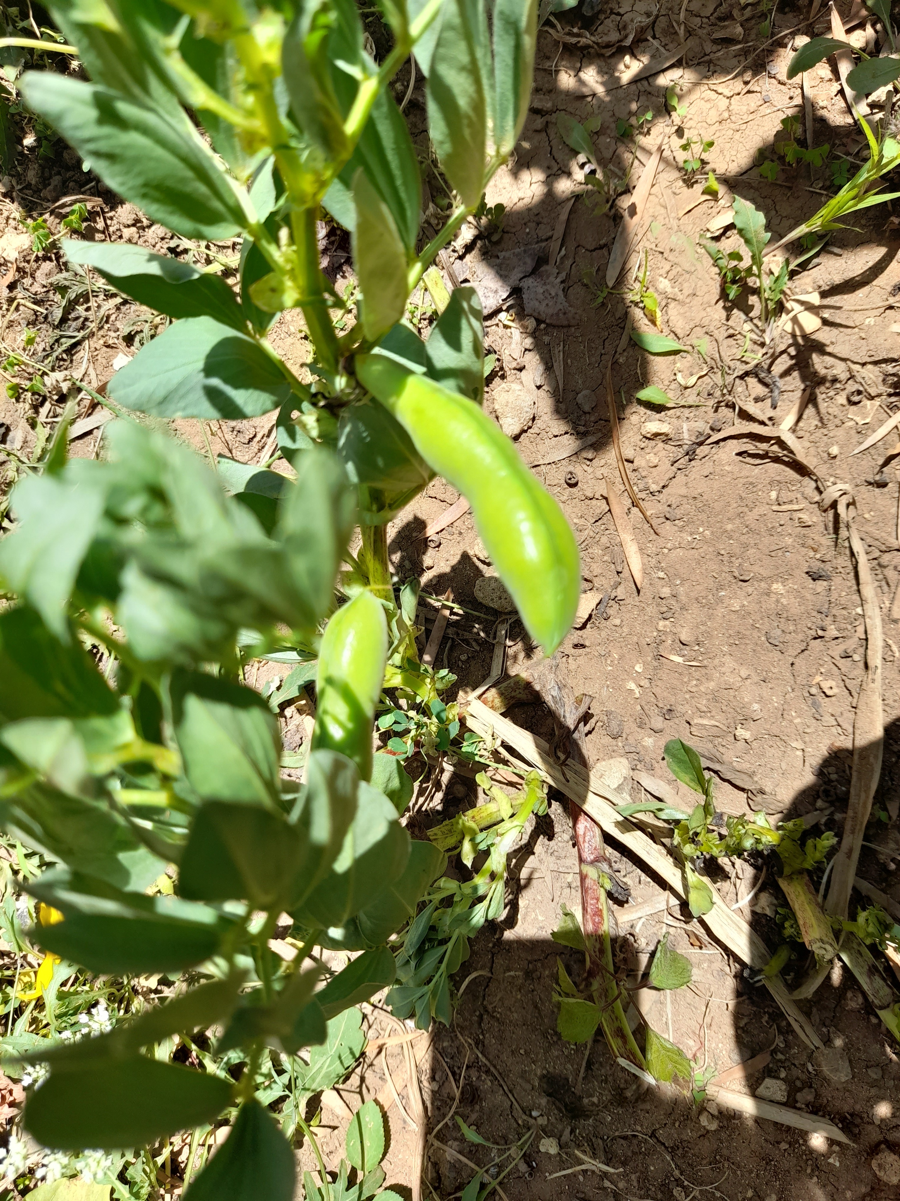 Favas