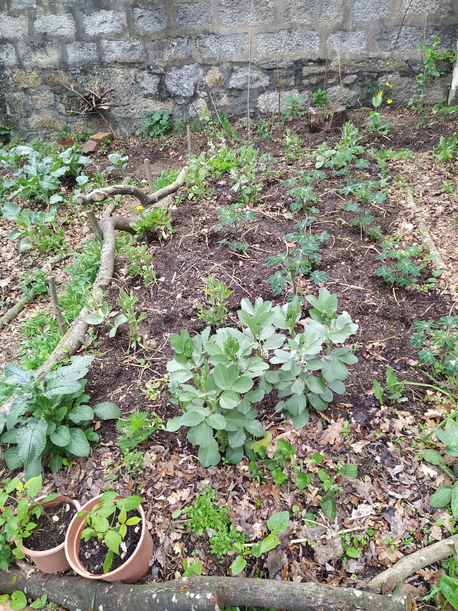 Canteiro das favas e tremoceiros
