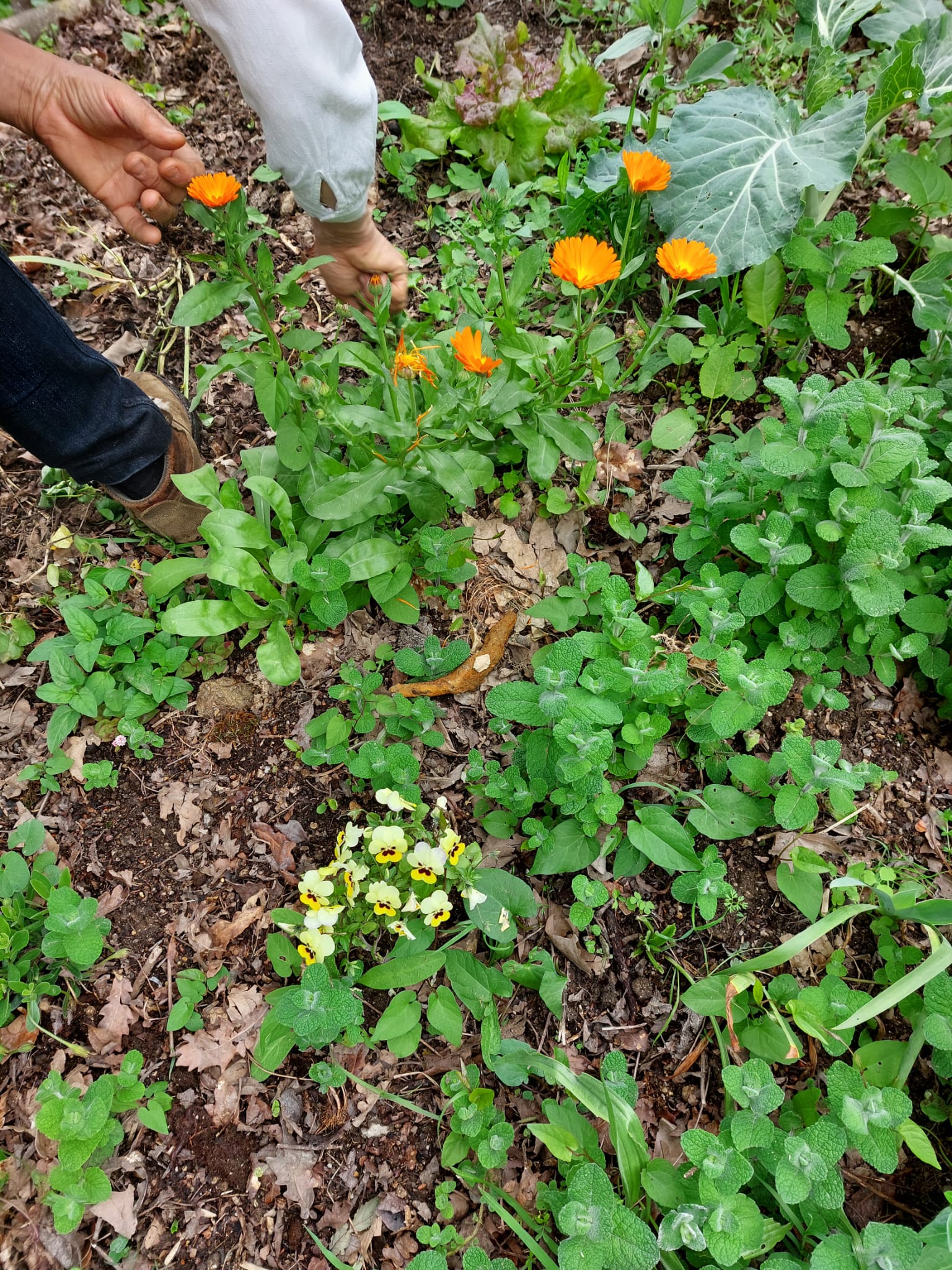 Algumas flores da nossa horta.