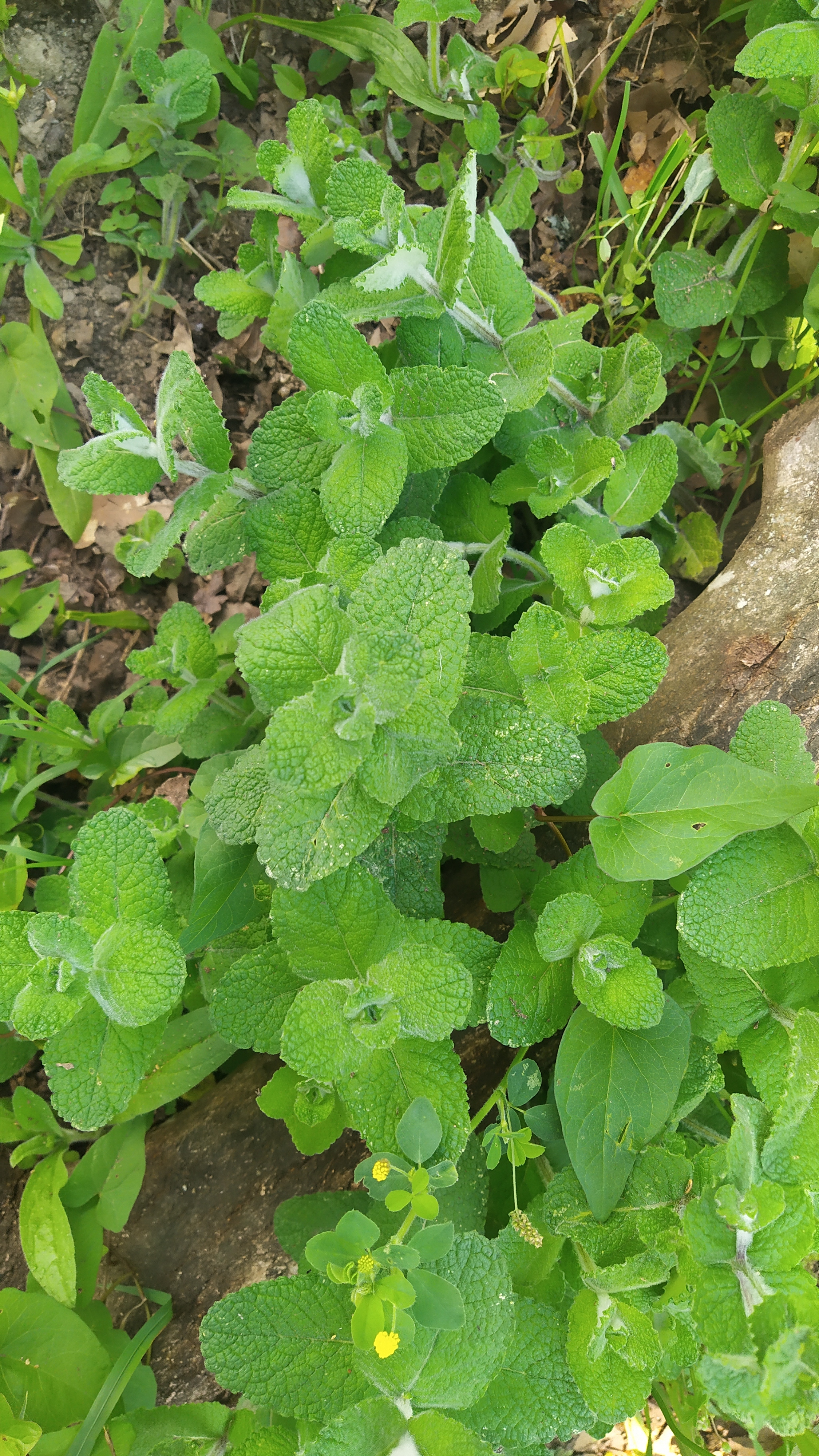 Hortelã - planta aromática e medicinal.
