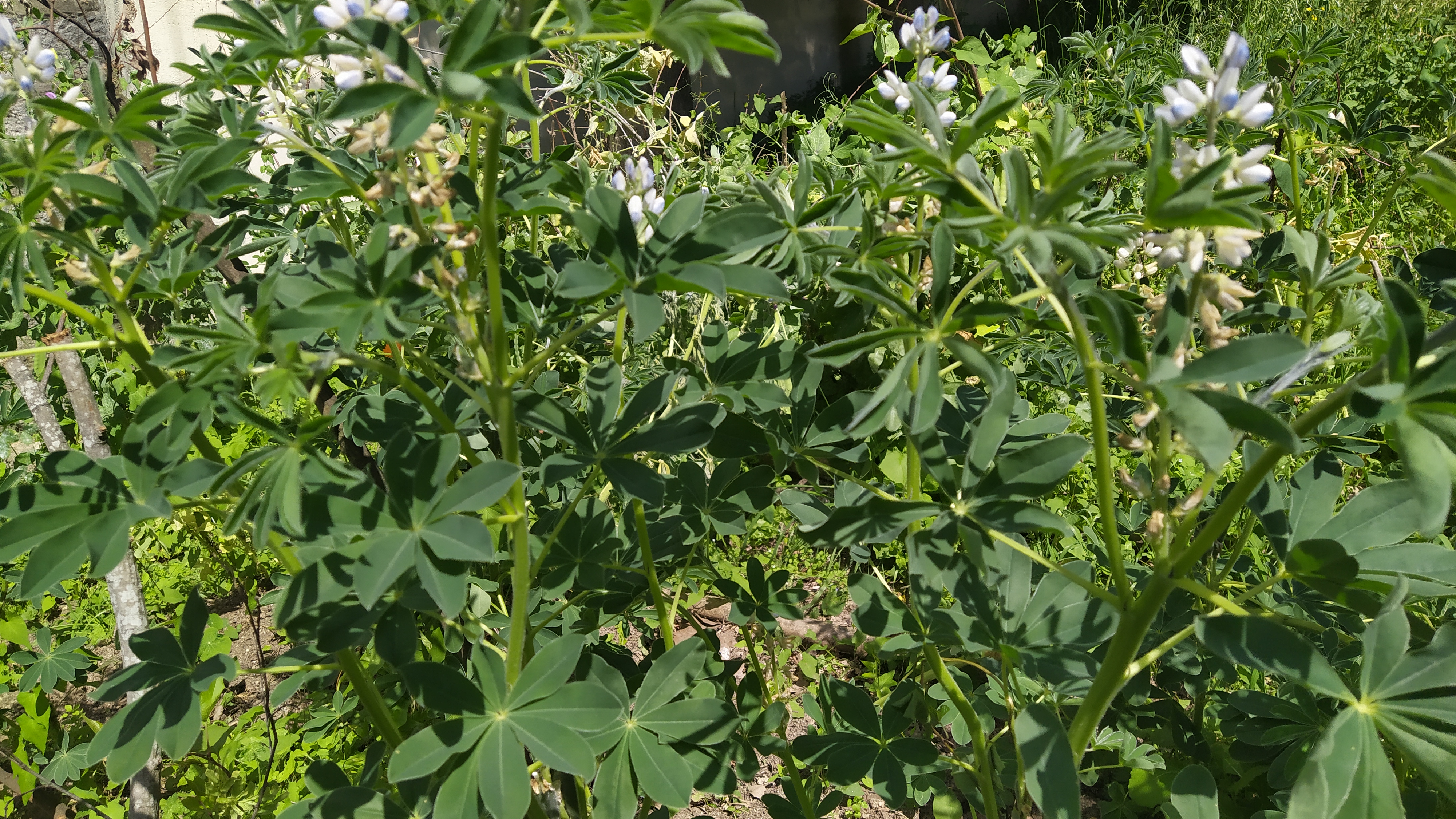 A flor dos nossos tremoceiros.