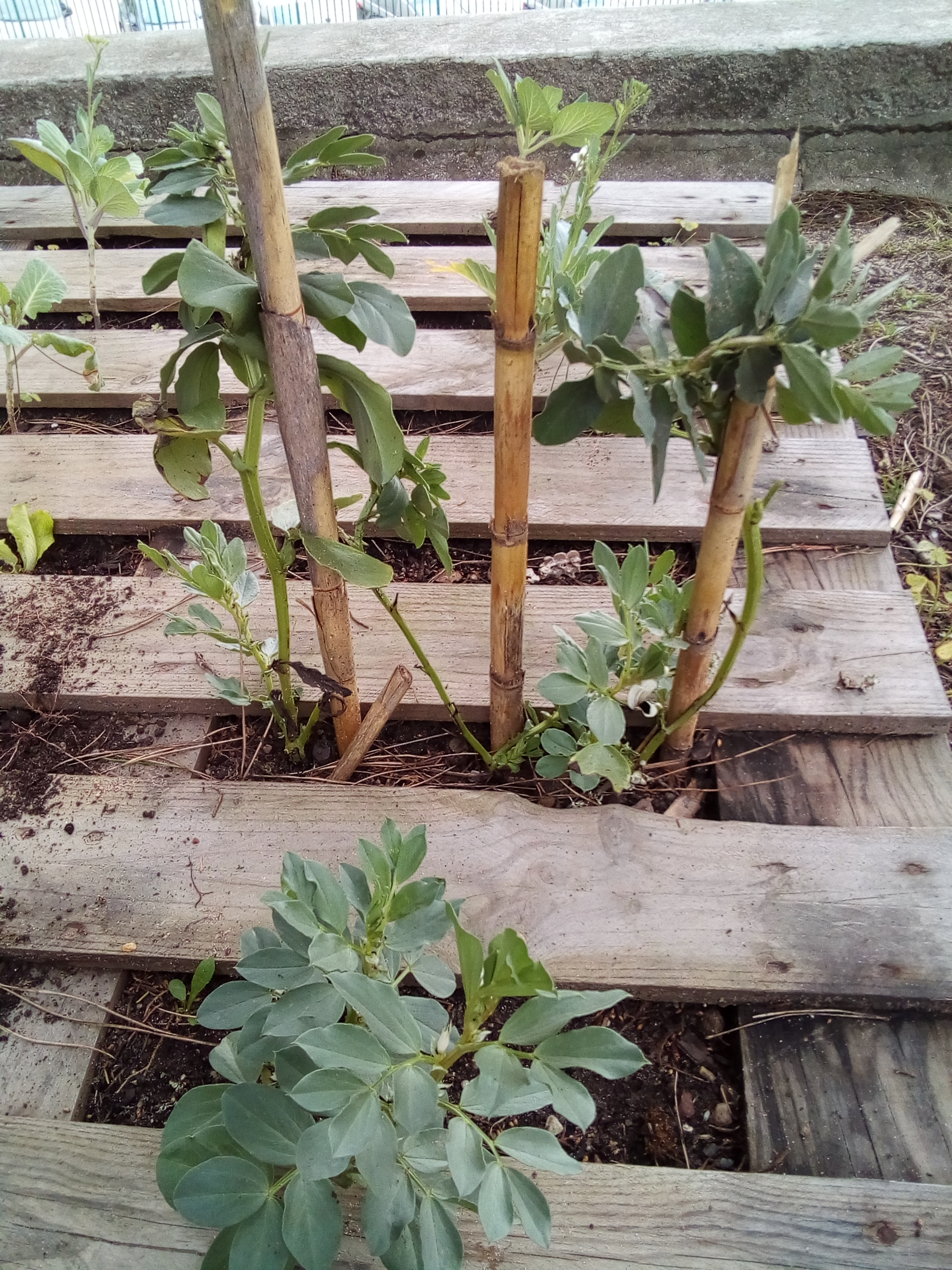 As favas da nossa horta.