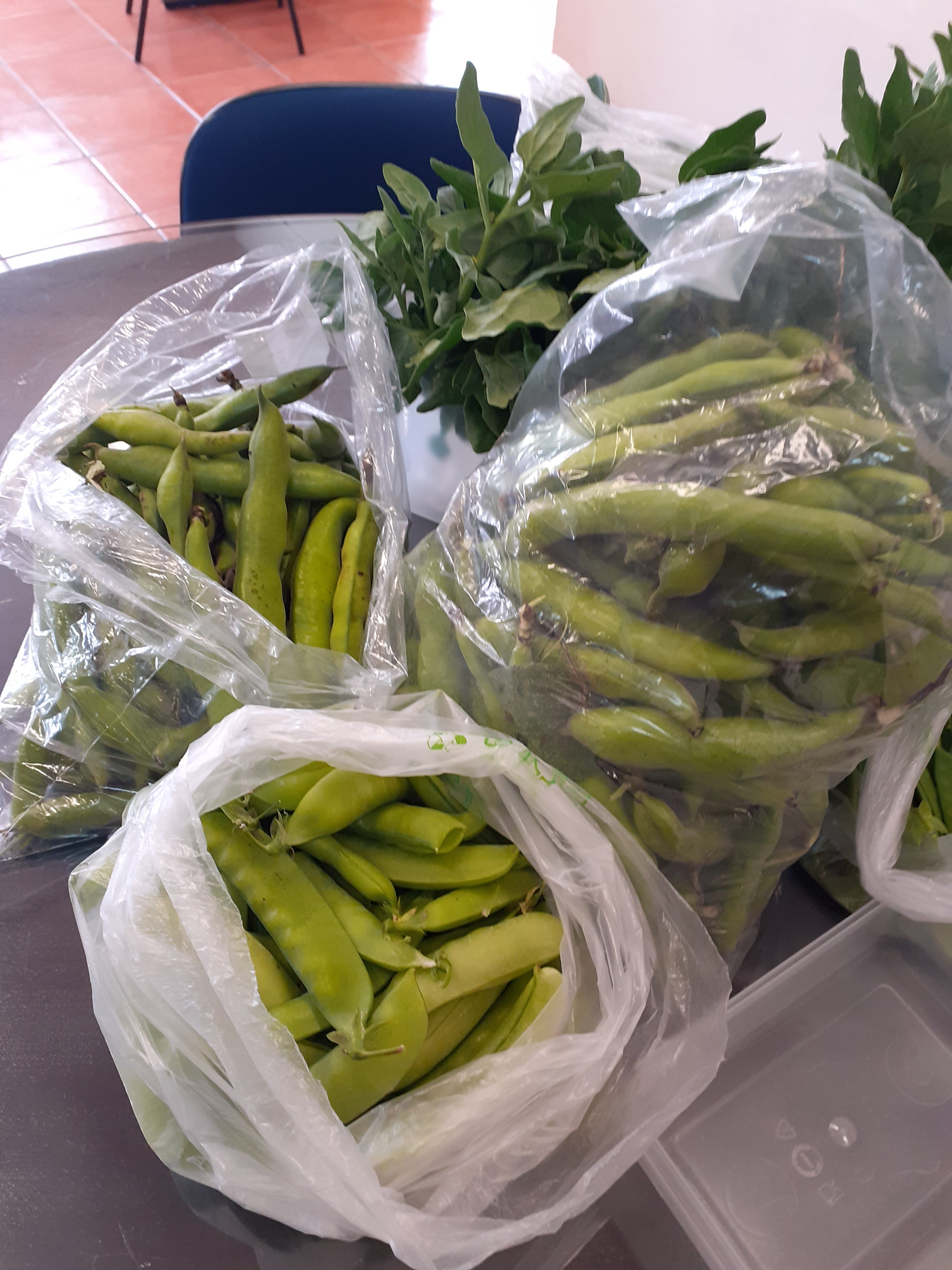Exemplos de favas colhidas na horta da escola, expostas na sala dos professores para trocas solidárias.