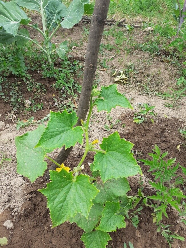 Exemplares da planta de pepinos.