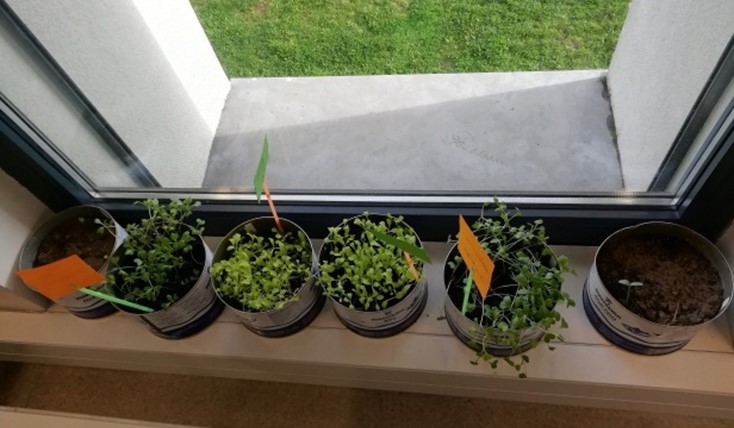 Sementeira de alface frisada e couve repolho, em latas de atum, recolhidas na
cozinha da escola.
As latas foram colocadas à luz da janela da sala 3, grupo da Educação Especial.