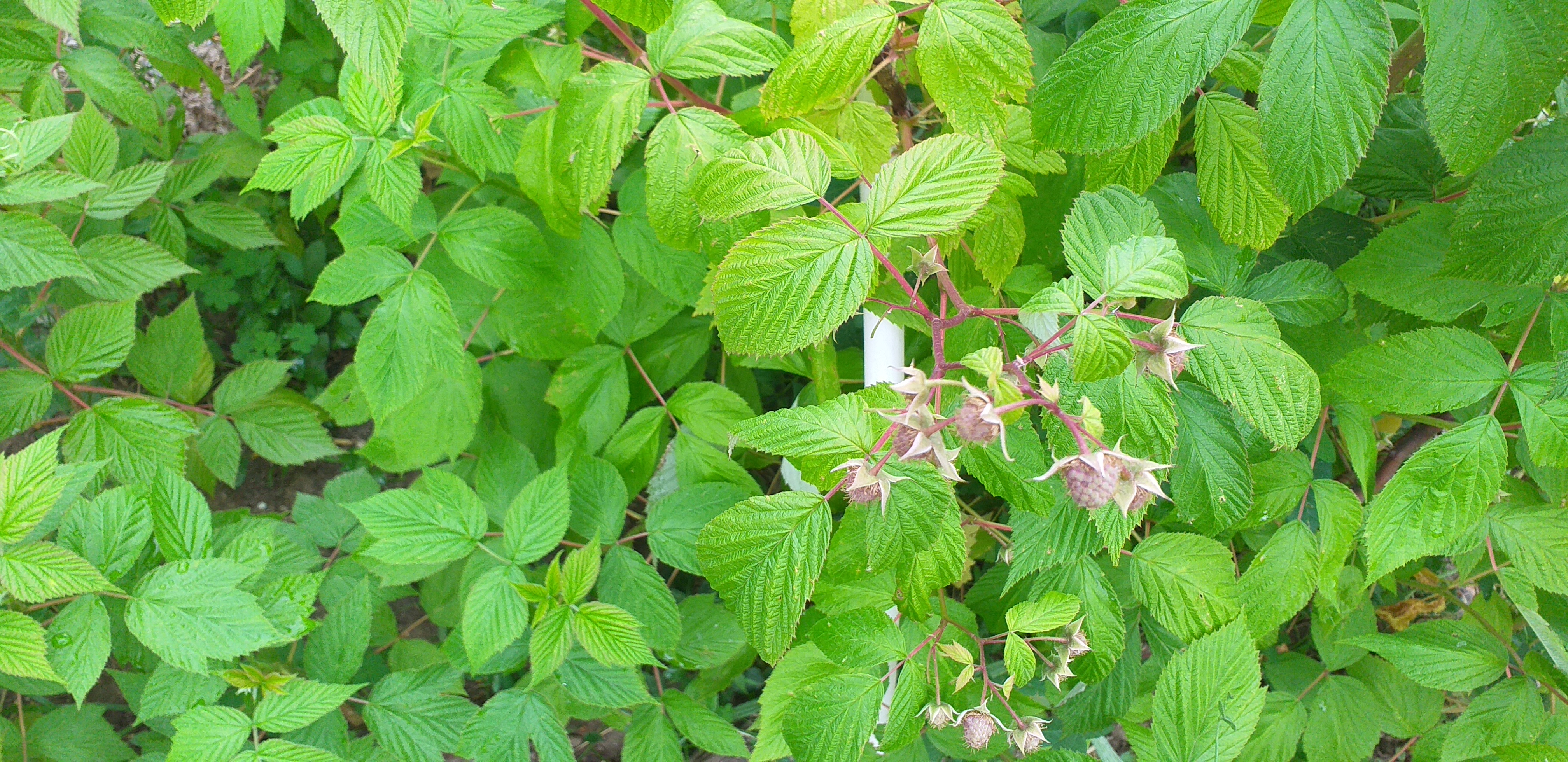 Framboesa