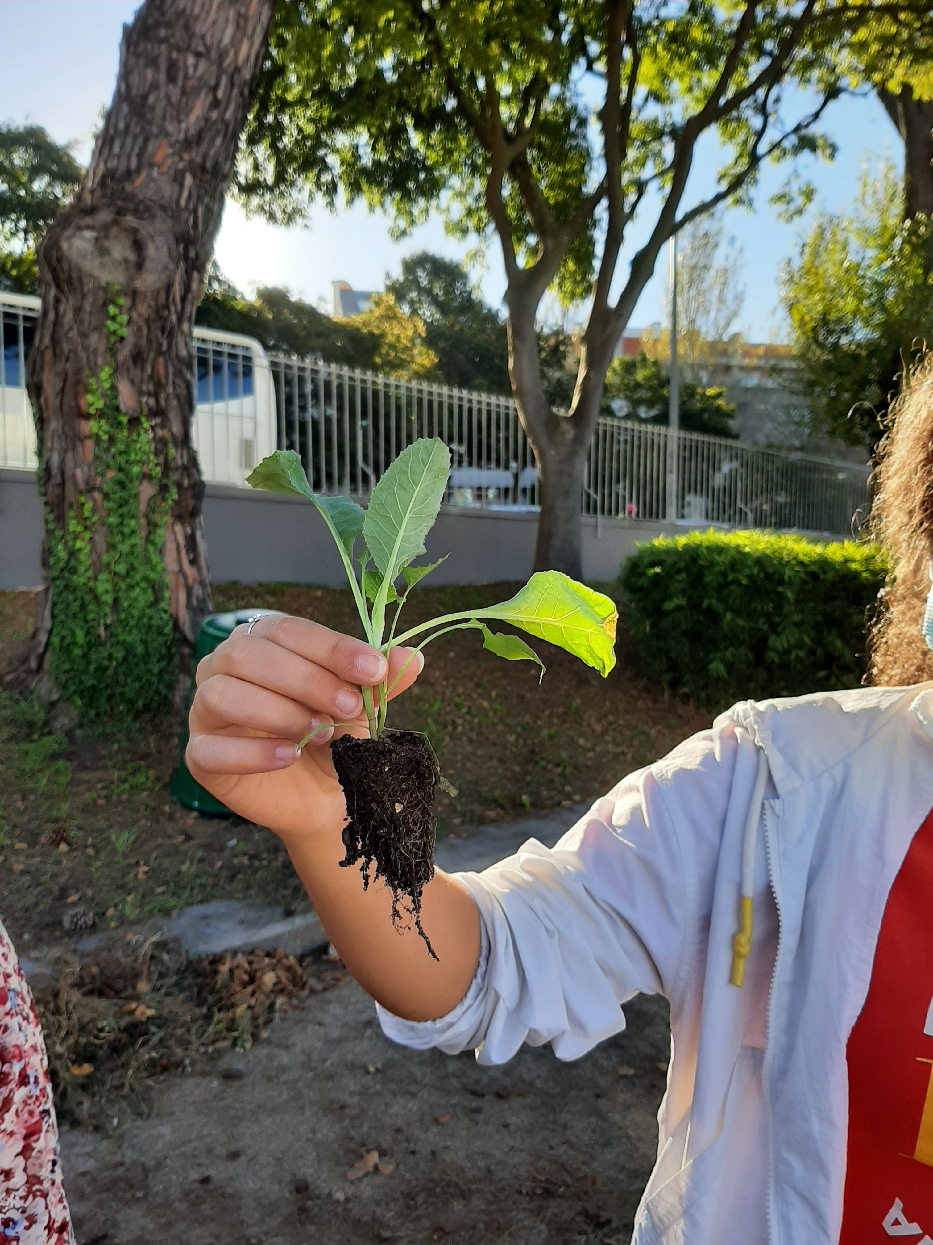 plantação das hortícolas