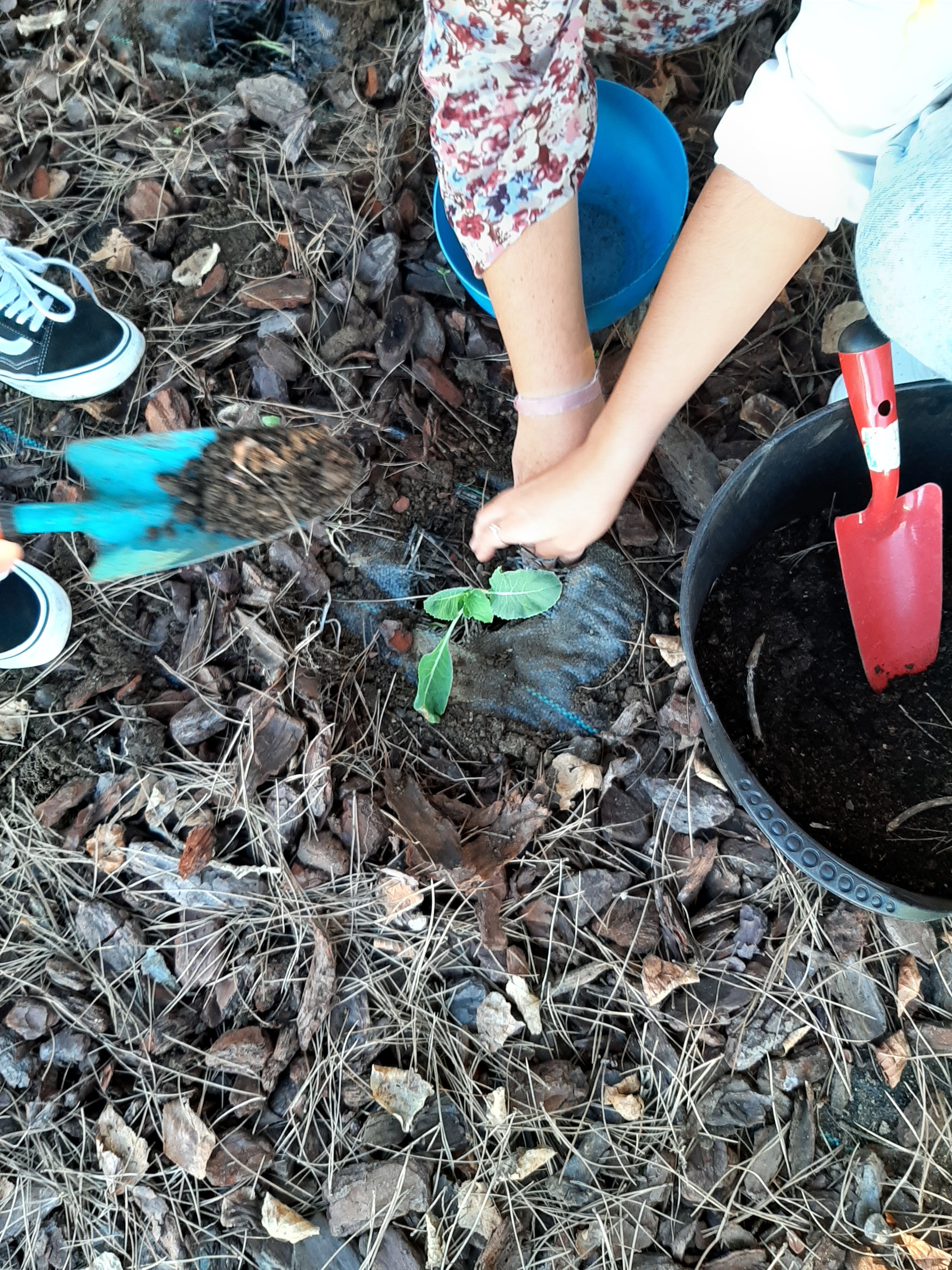 plantação das hortícolas-1