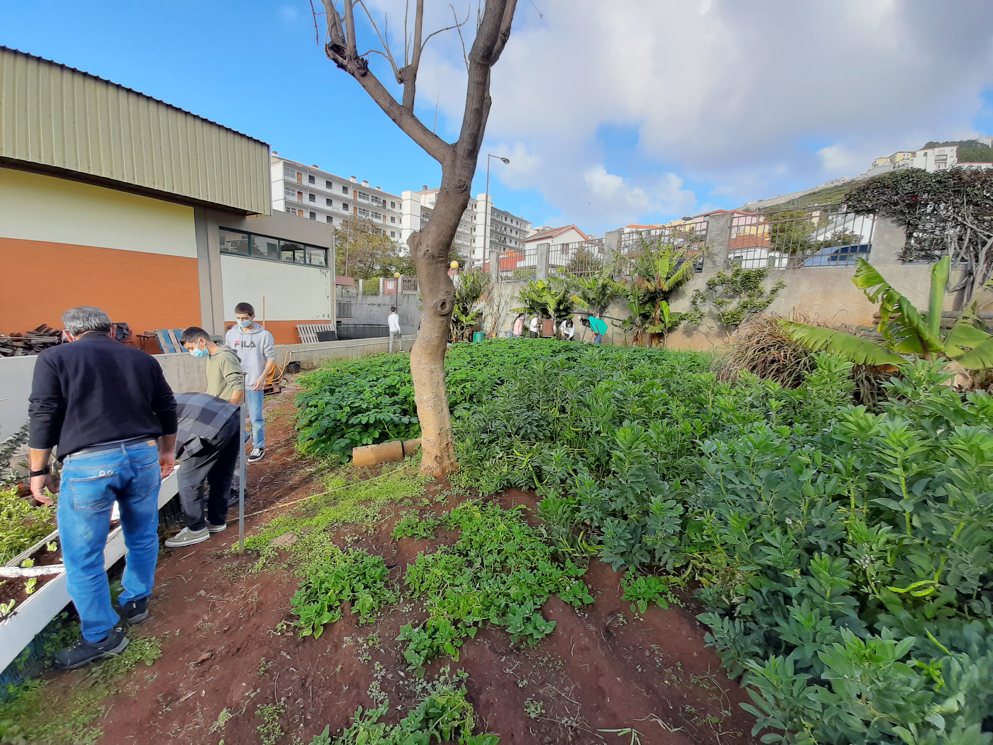 Horta bem composta
Em março a horta já apresenta o cebolinho e principalmente as favas bem desenvolvidas.