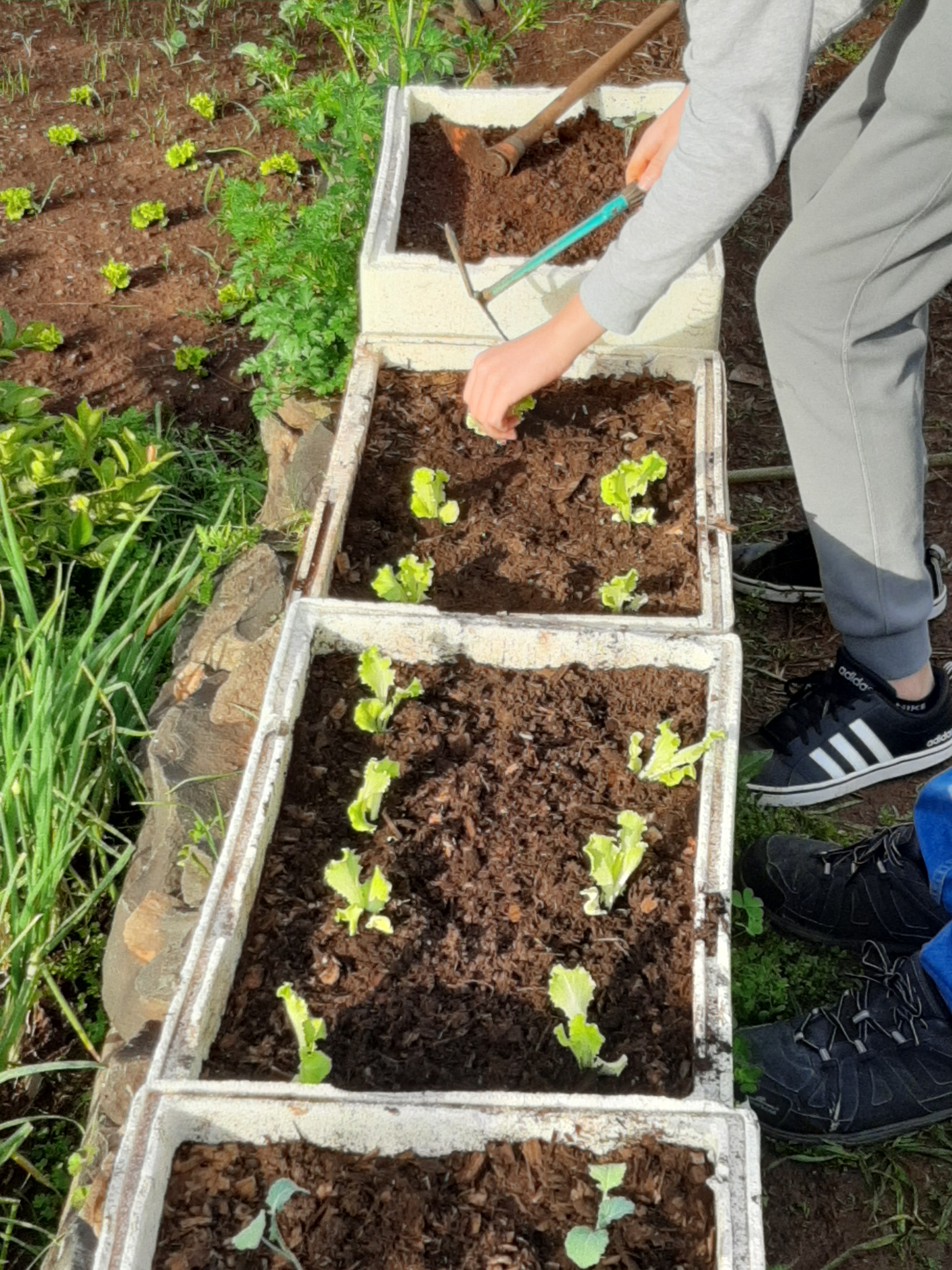 Plantação de plântulas
Os alunos prepararam as caixas com uma mistura de terra e adubo do compostor. Em seguida realizaram a plantação de plântulas de alface.