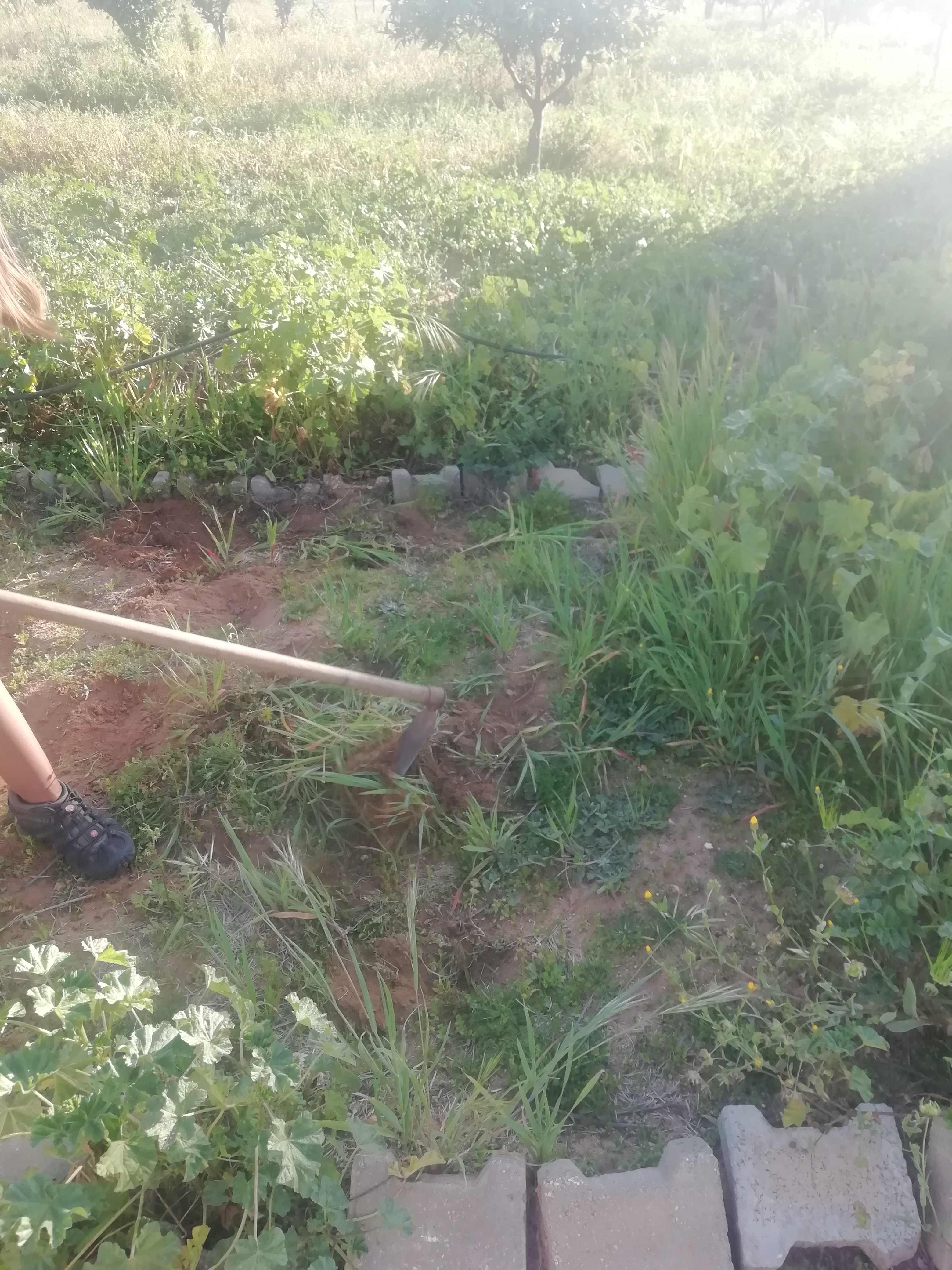 Limpar terreno