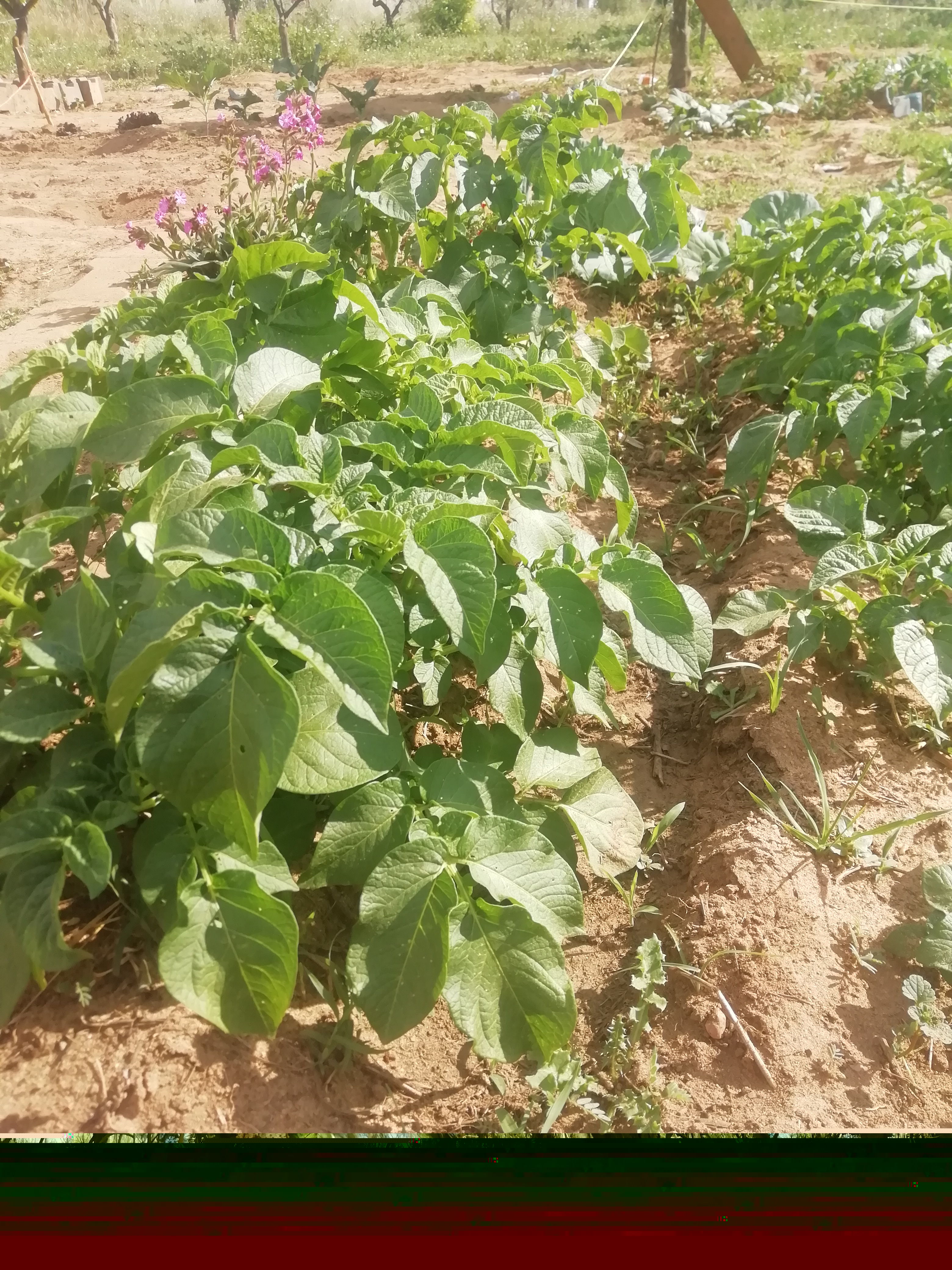 Plantas em crescimento