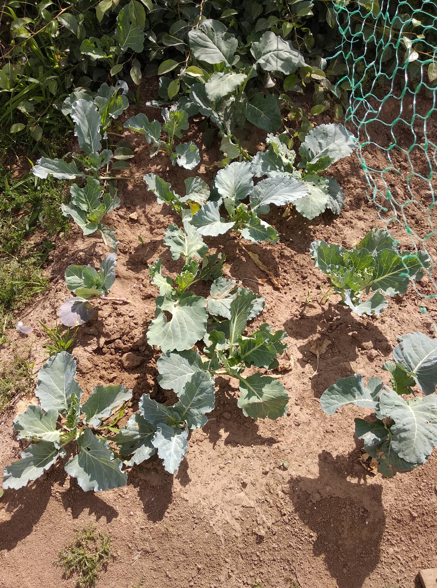 Produto agrícola -morangos