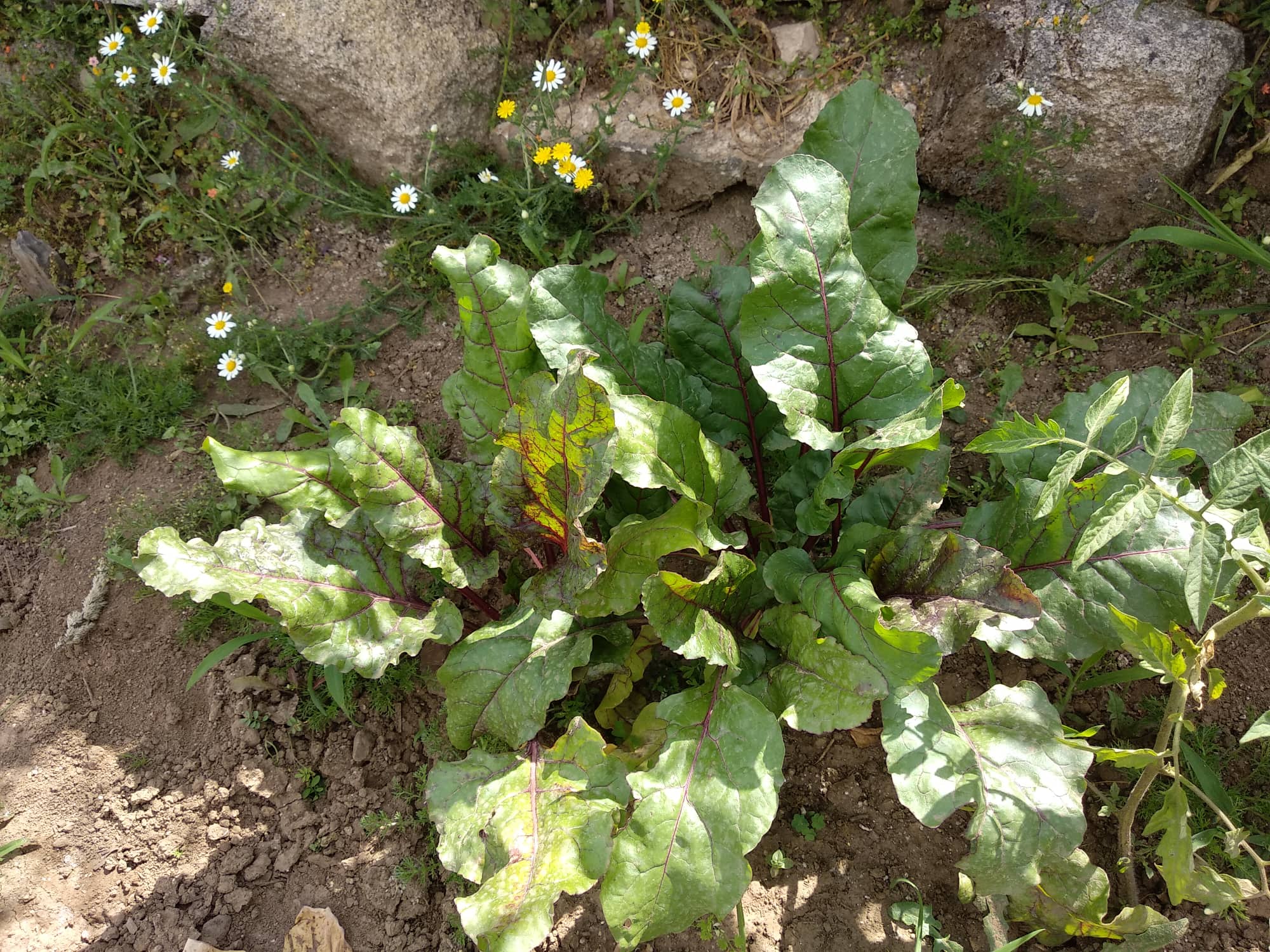 Produto agrícola- ervas daninhas