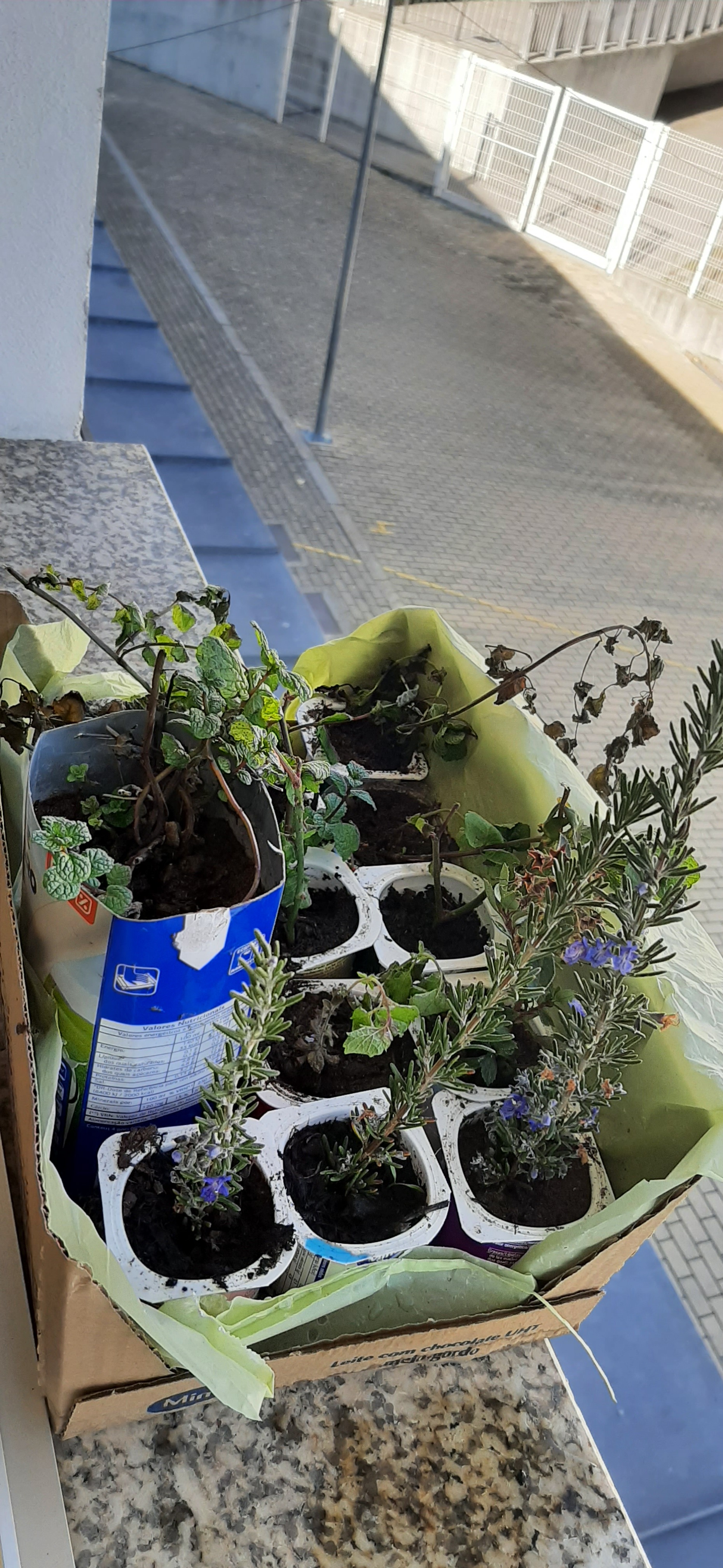 Sementeiras e cultivo de plantas aromáticas