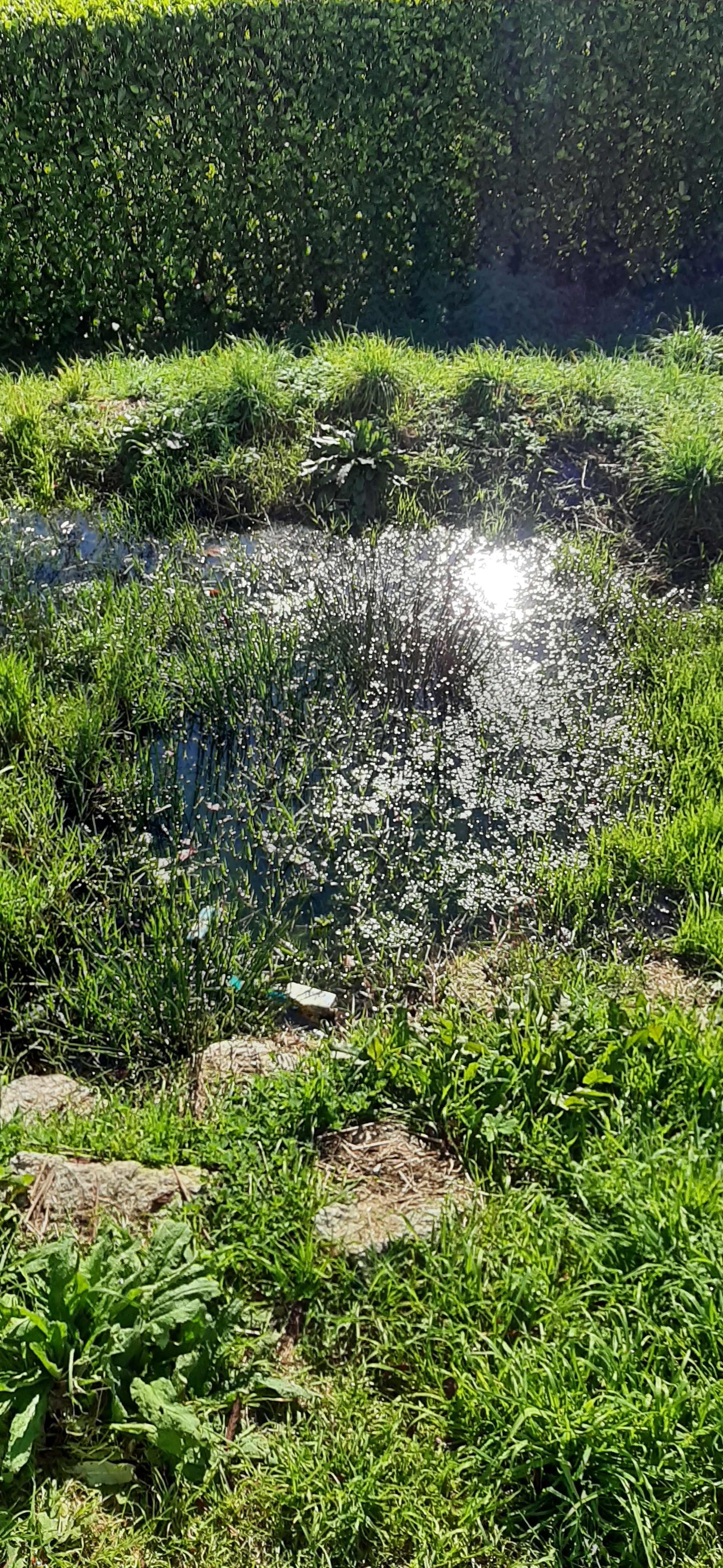 Charco , com água corrente, da horta