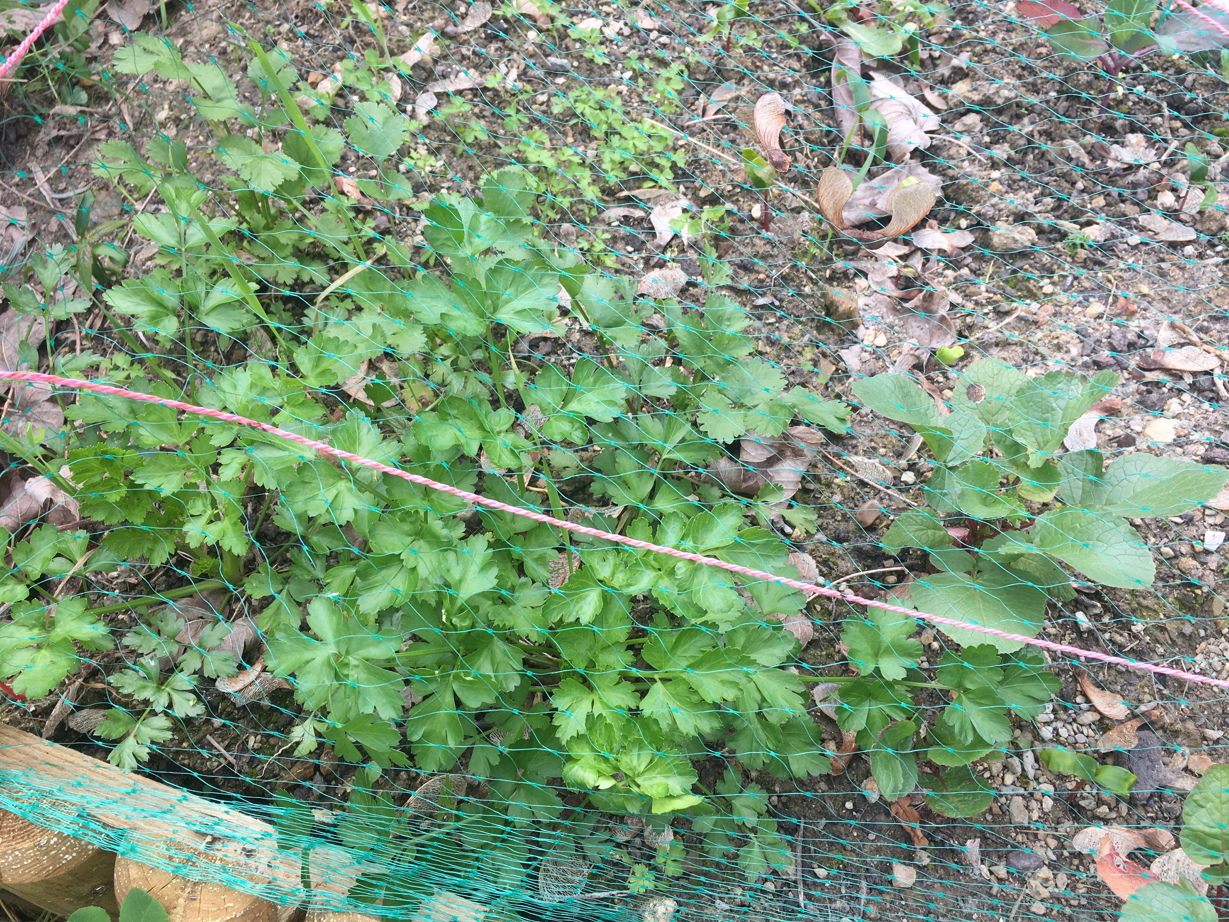 A salsa