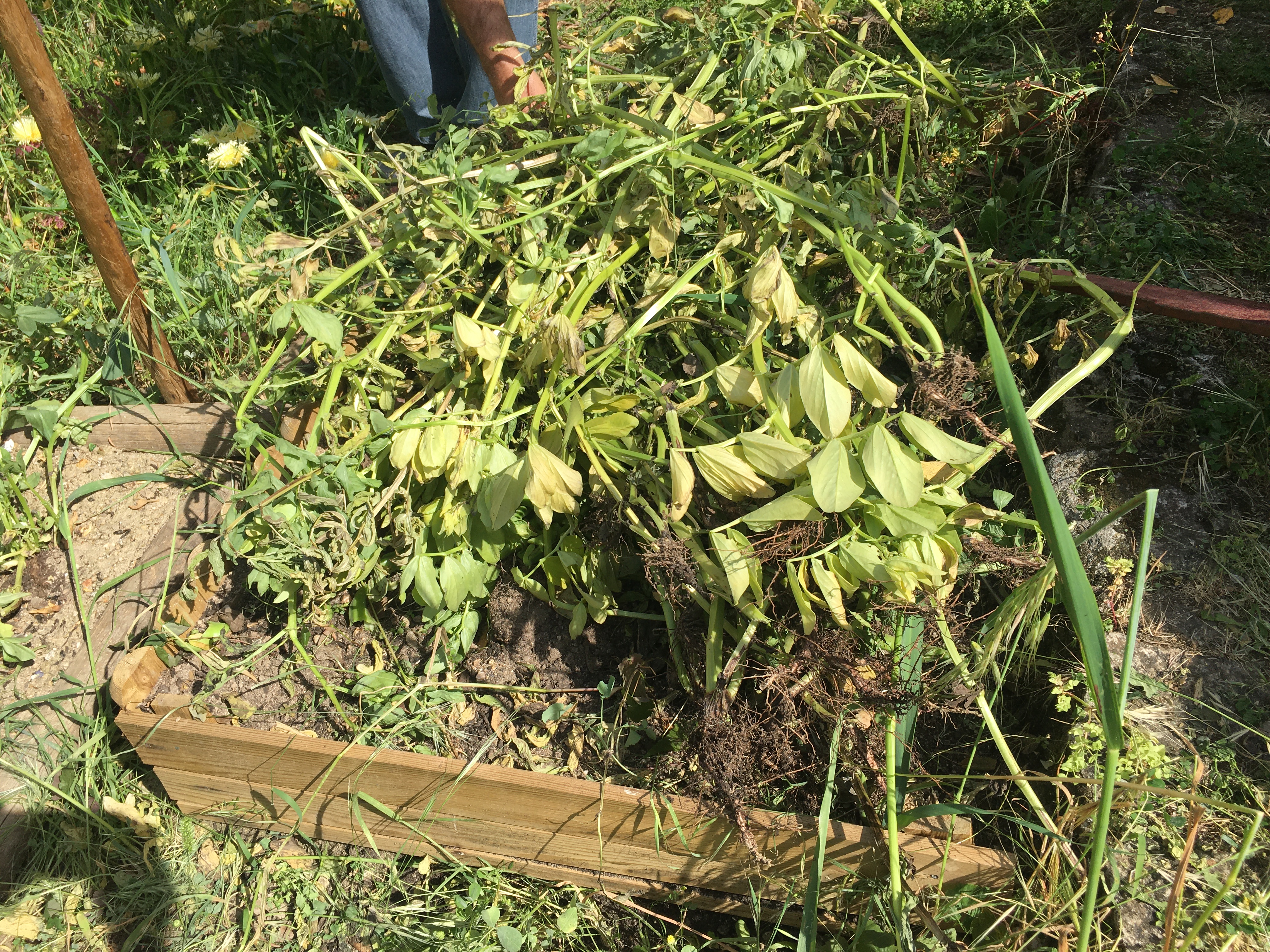 Depois da colheita das favas, o aproveitamento para fertilizar o solo