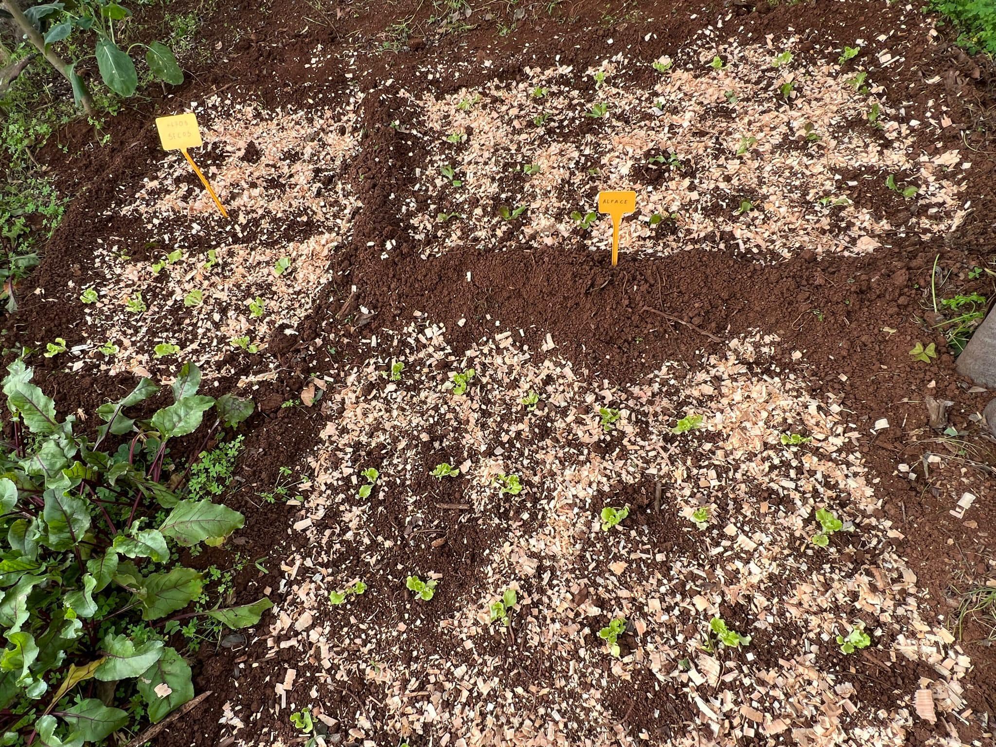 Preparação do terreno e plantio.