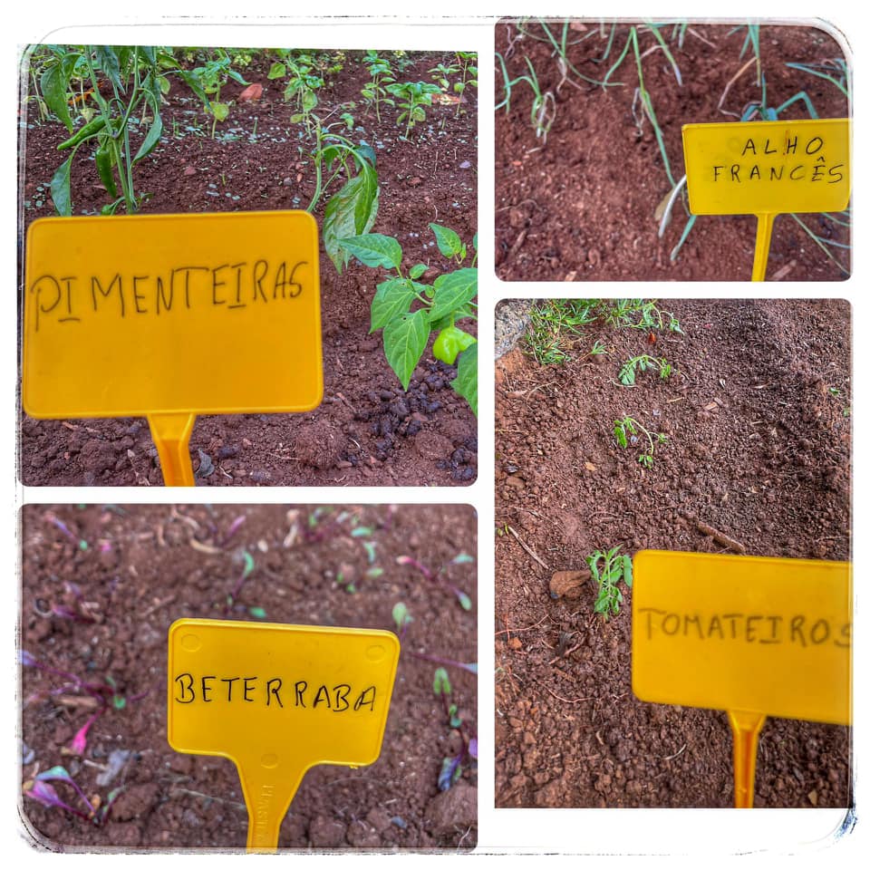 Sementeira/plantio de várias plantas.