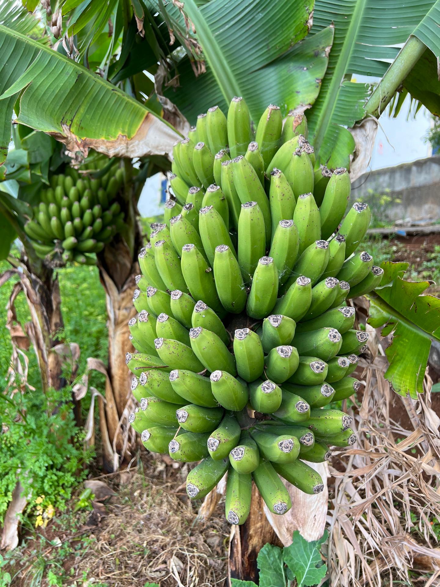 Bananas.