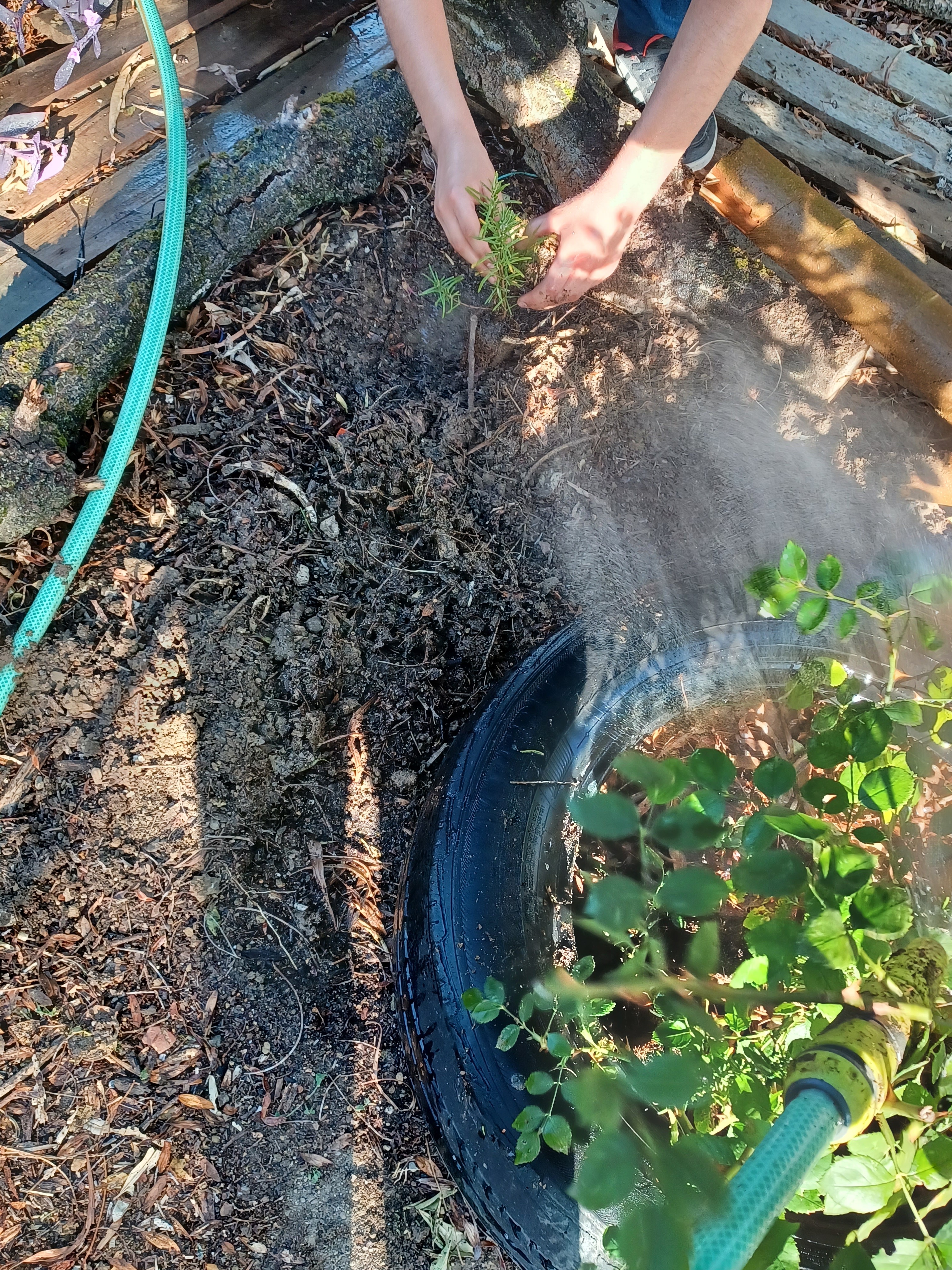 Houve a plantação de plantas aromáticas à volta dos talhões com dos hortícolas.