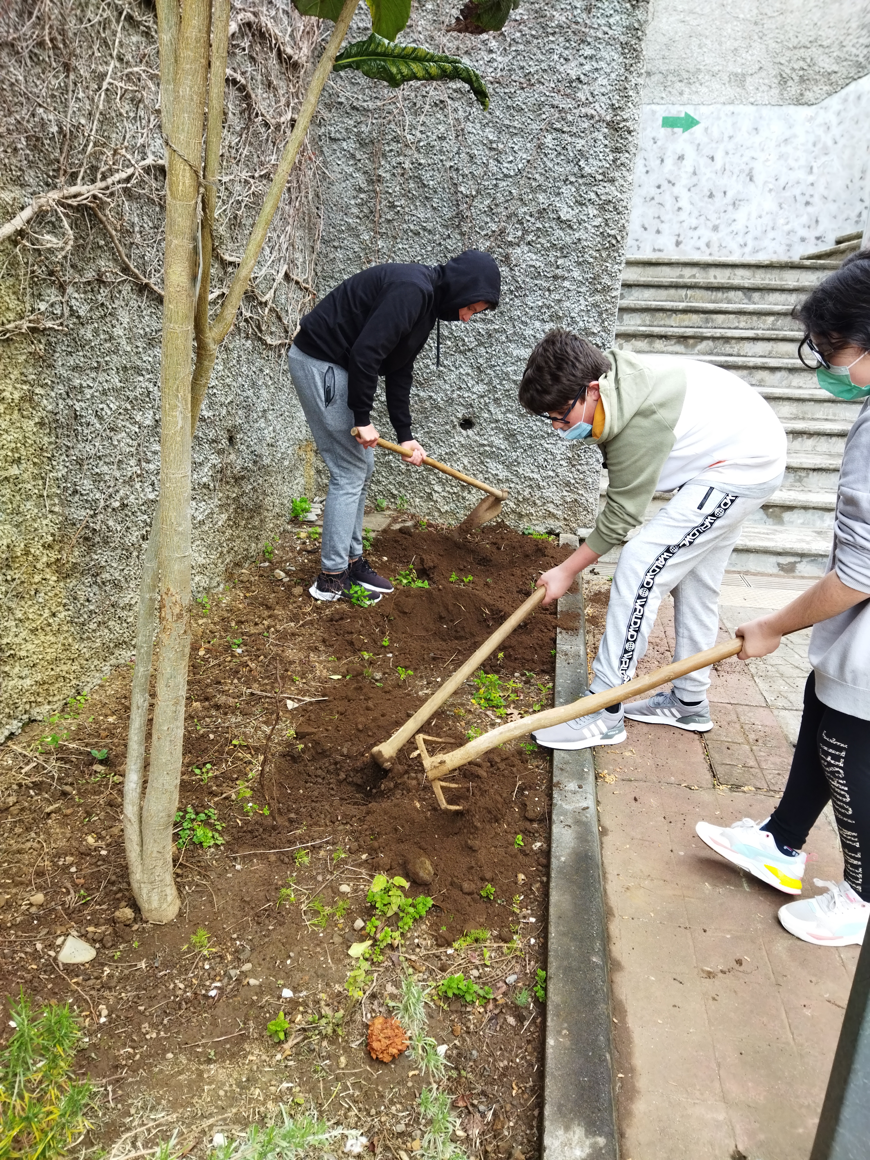 Desenvolvimento - Nesta foto pretendeu-se trabalhar o solo já depois deste ter recebido as cascas de produtos hortícolas e de frutas da cozinha da escola.