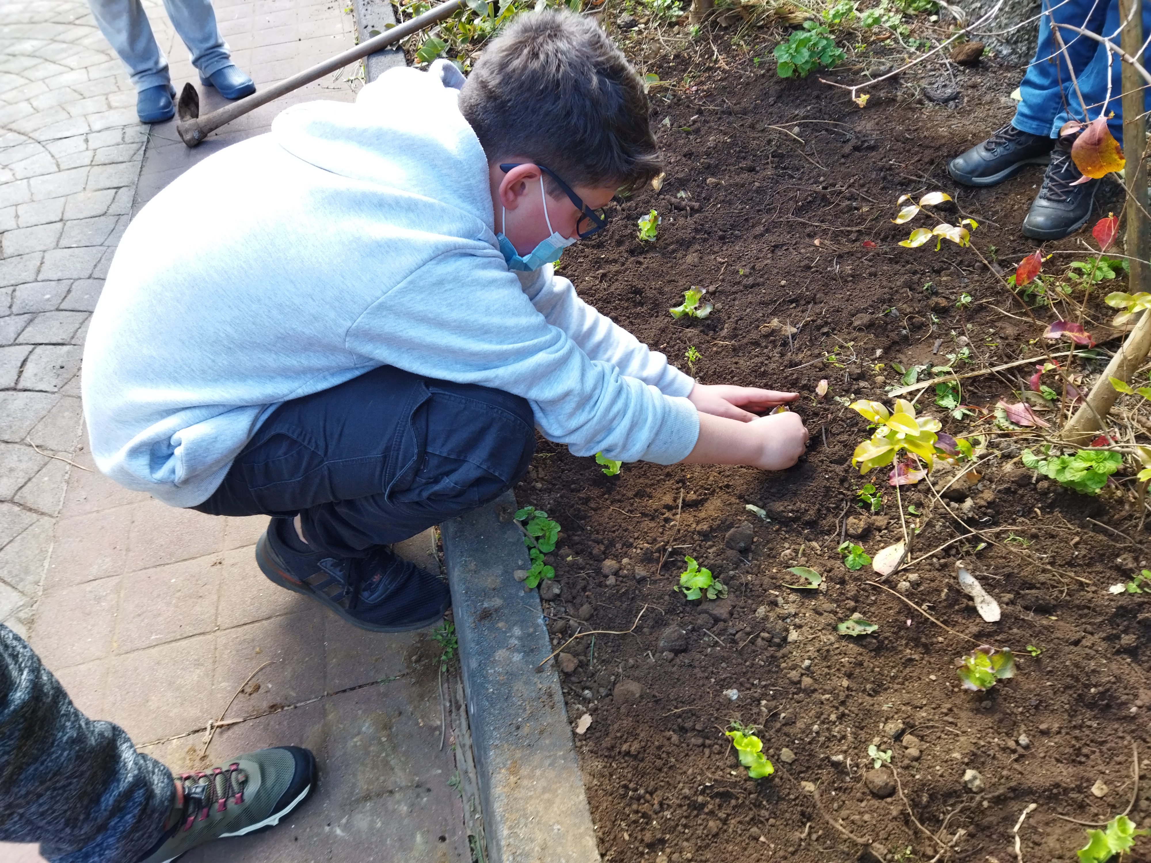 Desenvolvimento- Nesta foto podemos constatar a plantação de alfaces.