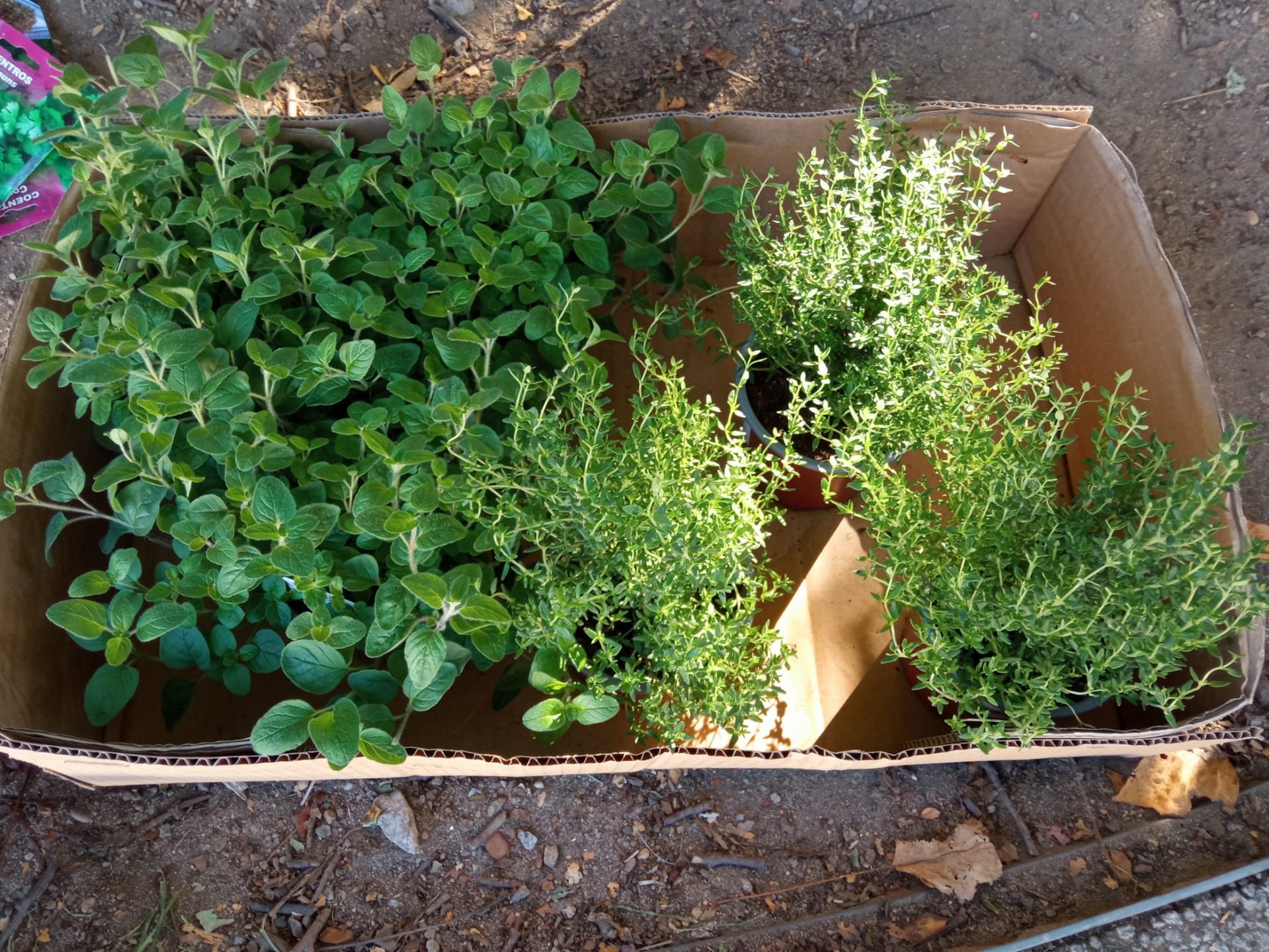 Os alunos retiraram algumas das ervas aromáticas, tais como coentros, manjericão, hortelã... dos vasos e plantaram-nas nas floreiras.