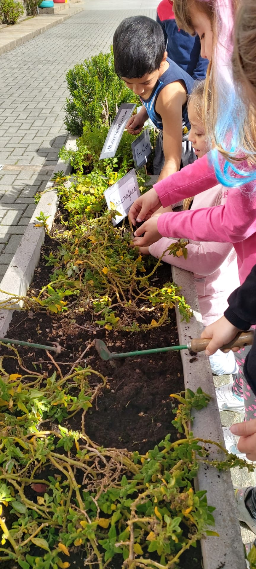 Depois de tirarem as ervas daninhas, os alunos do 1º ano e do 4º ano, cavaram a terra por entre os espinafres, as couves, os coentros, o manjericão, o alecrim, a hortelã e a salsa, para que a terra ficasse mais fofa e arejada.