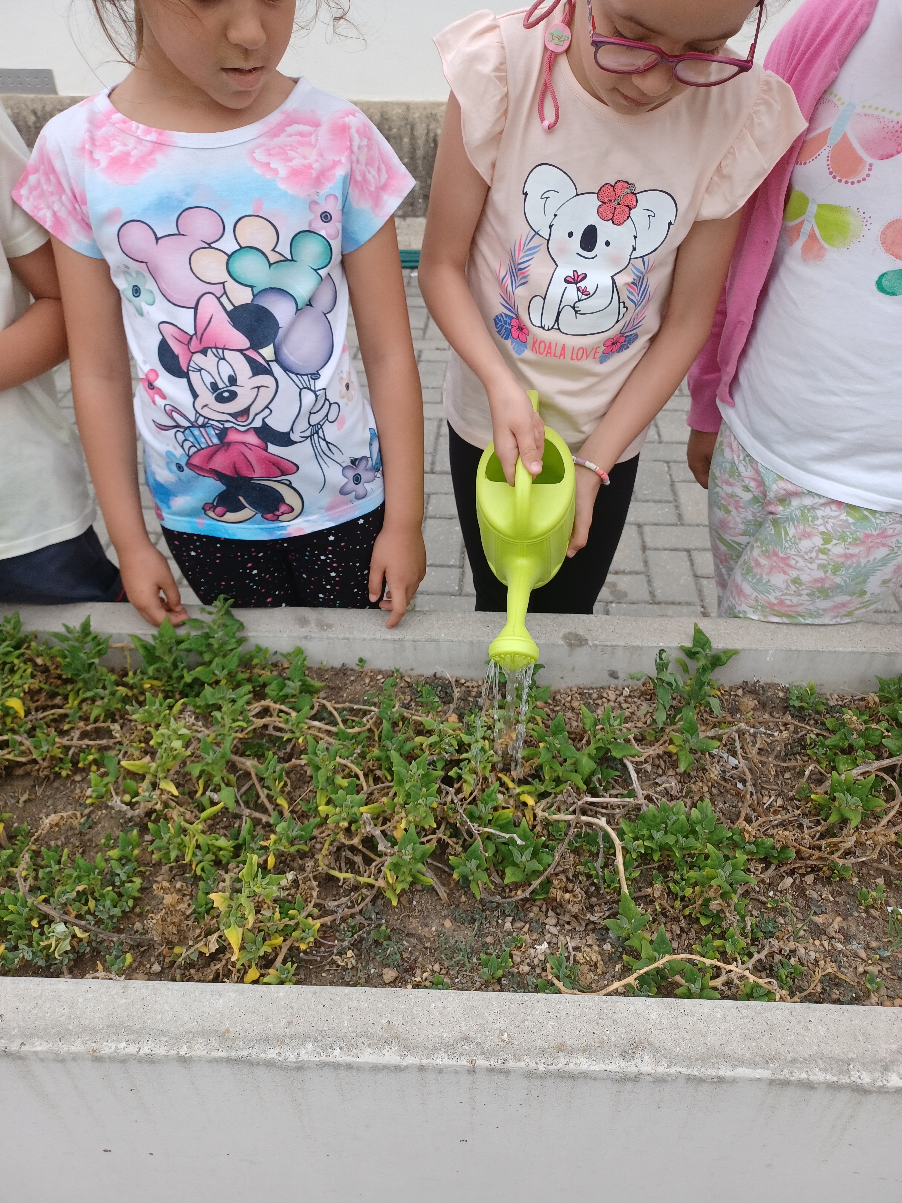 Espinafres - Um grupo de alunos de cada turma tem realizado a rega dos nossos espinafres, que são utilizados nas nossas refeições da cantina da escola.