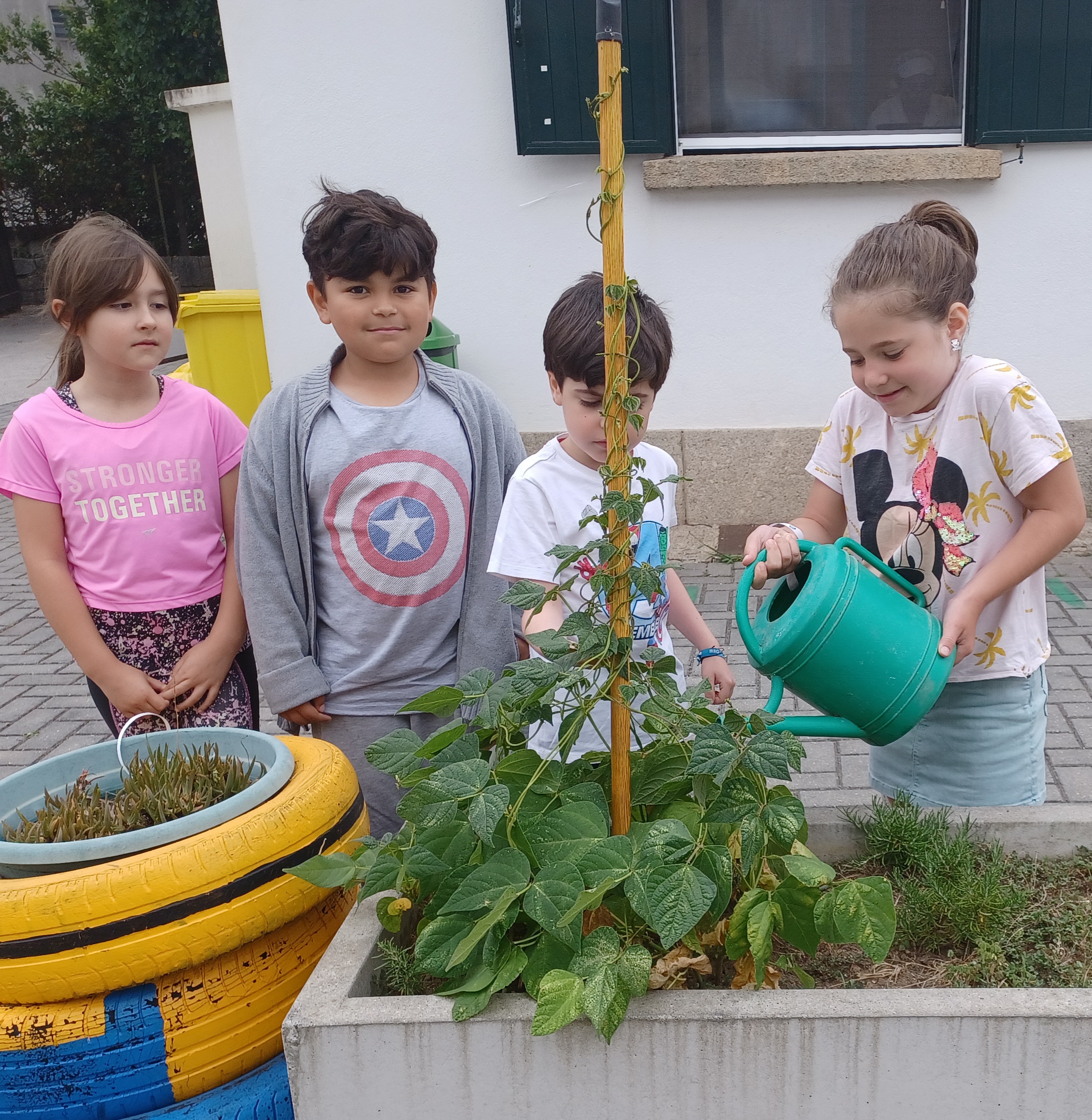 Rega do feijoeiro - Um grupo de alunos de cada turma tem realizado a rega do nosso feijoeiro, que está a crescer tão bonito em frente à cantina.