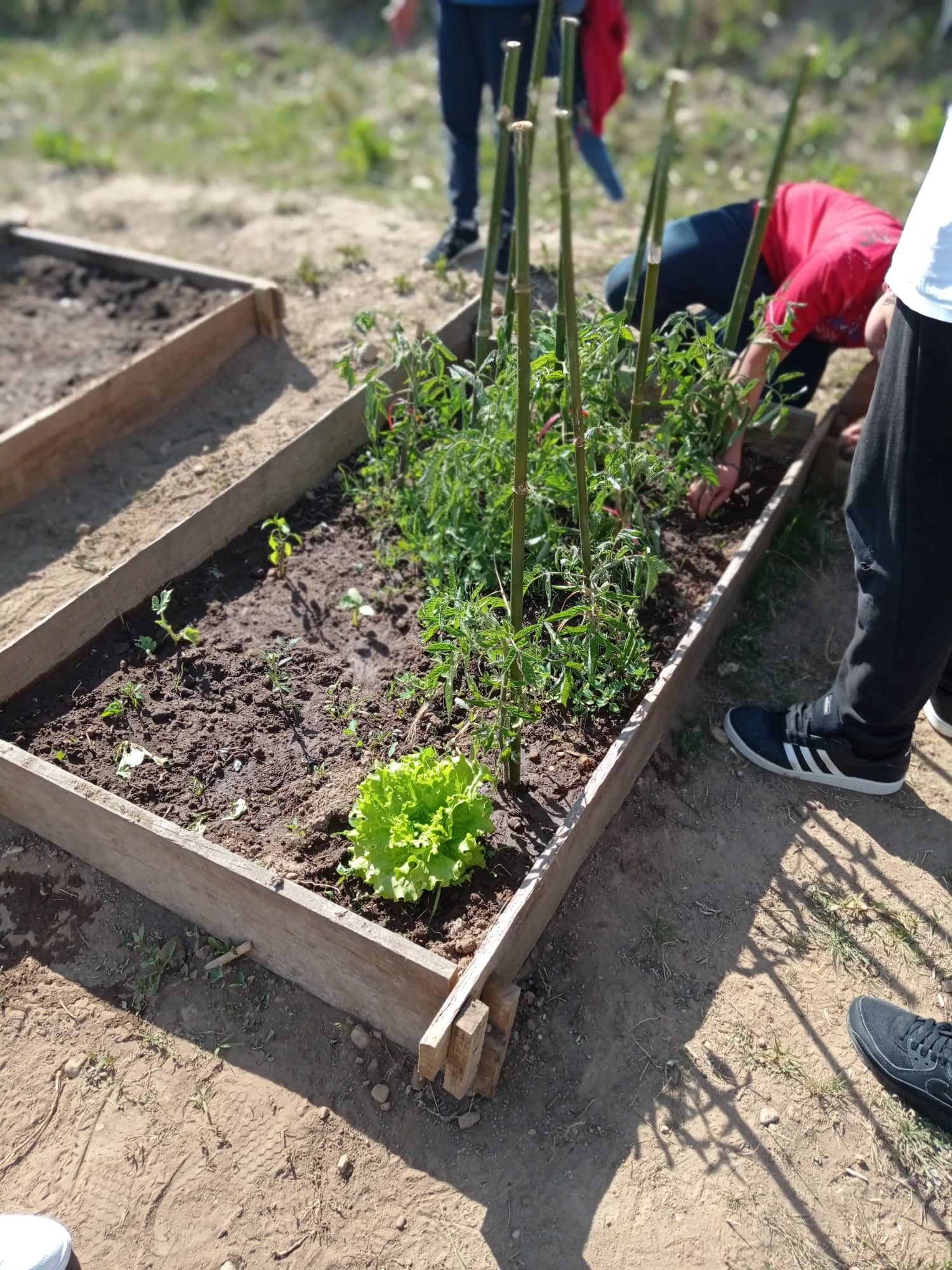 Horta Biológica.
Recolha da primeira alface e cuidado e manutenção contínua com a horta.
