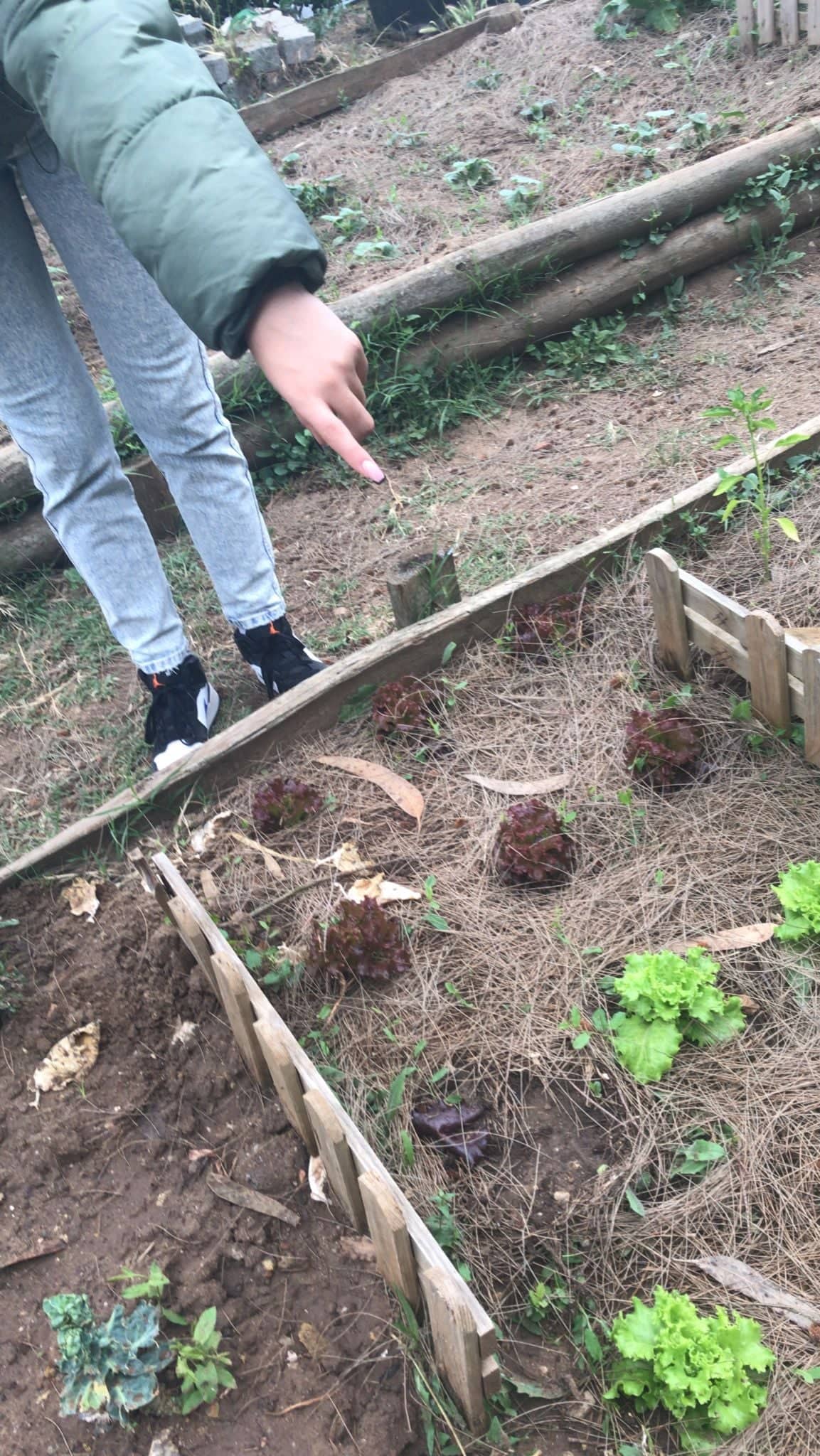 Horta como local de aprendizagem